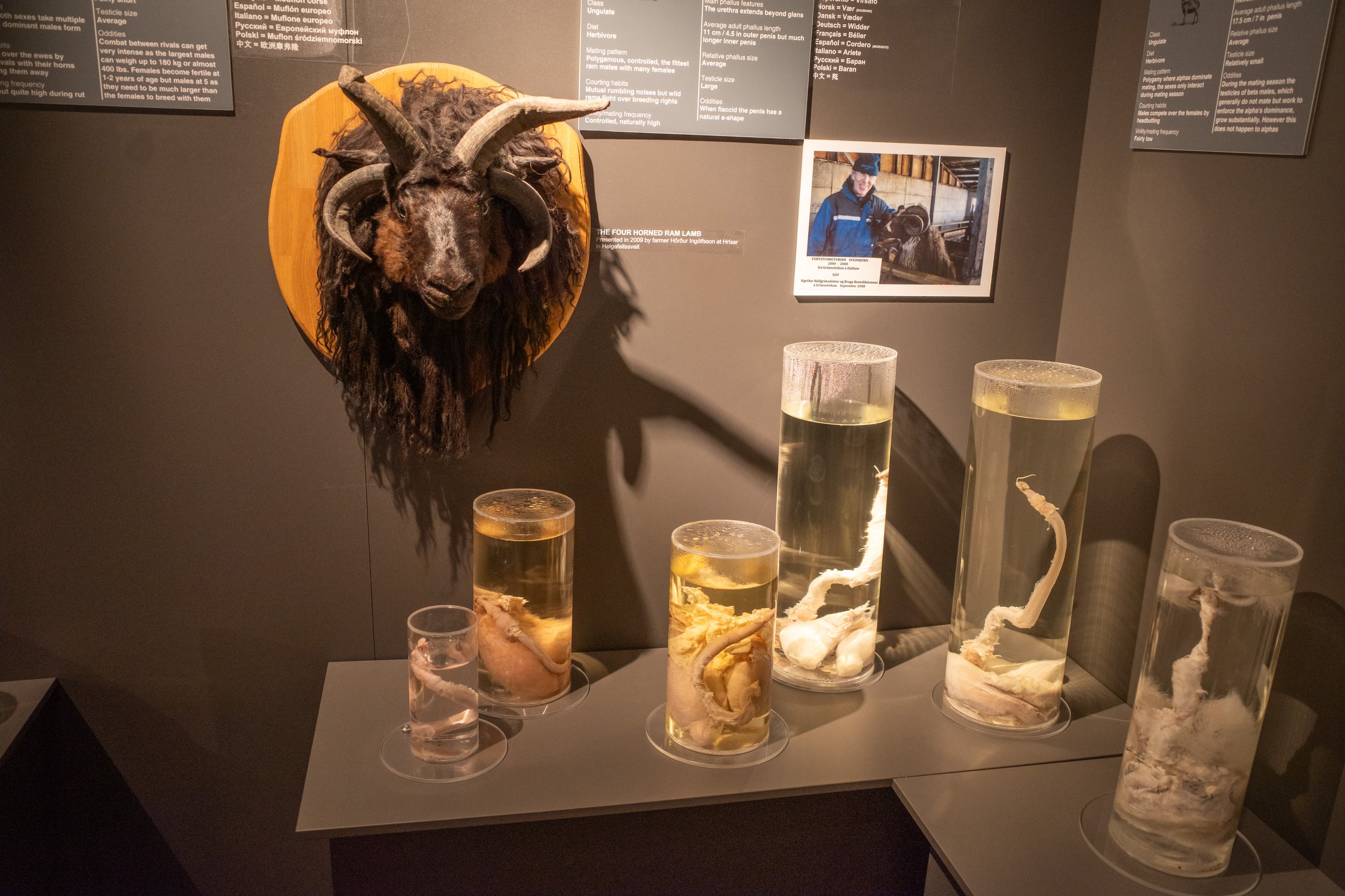  A corner of the penis museum (photo/Jason Rafal) 