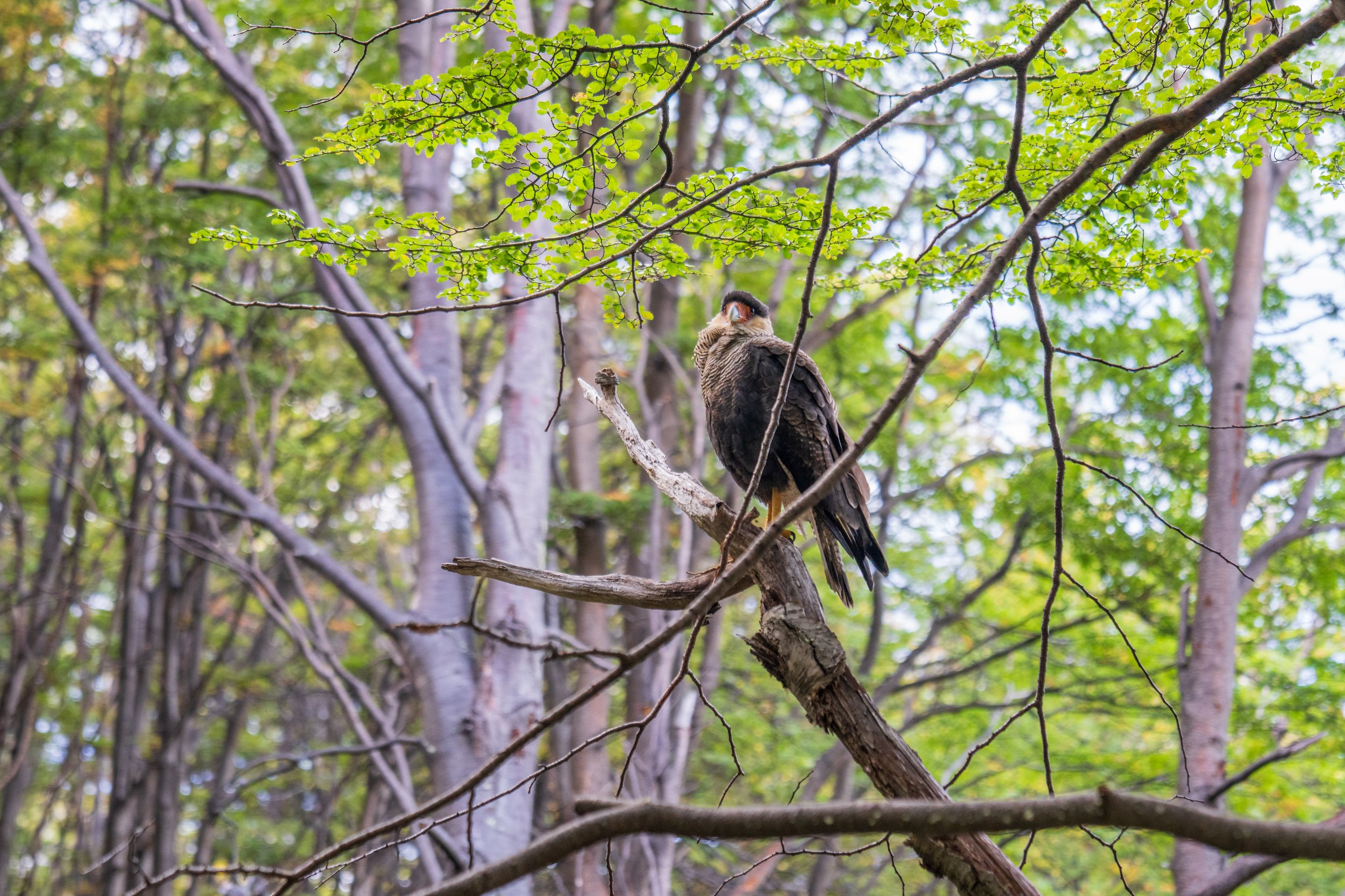  A crested caracara watches us (photo/Jason Rafal) 