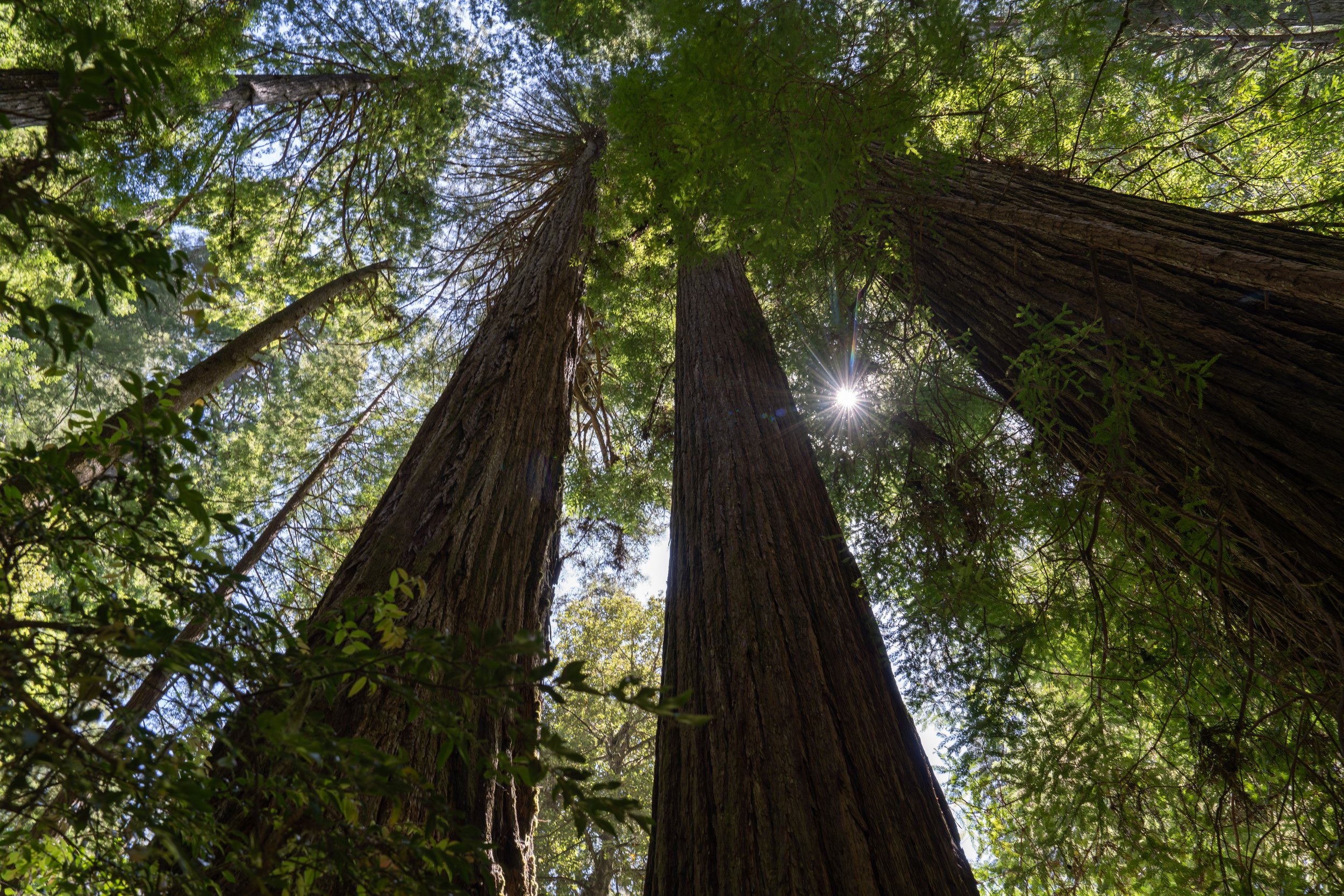  Looking up at the giant redwoods (photo/Jason Rafal) 