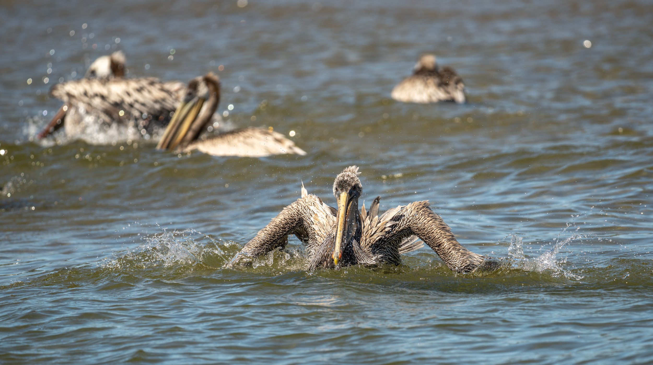 Four pelicans in the water.