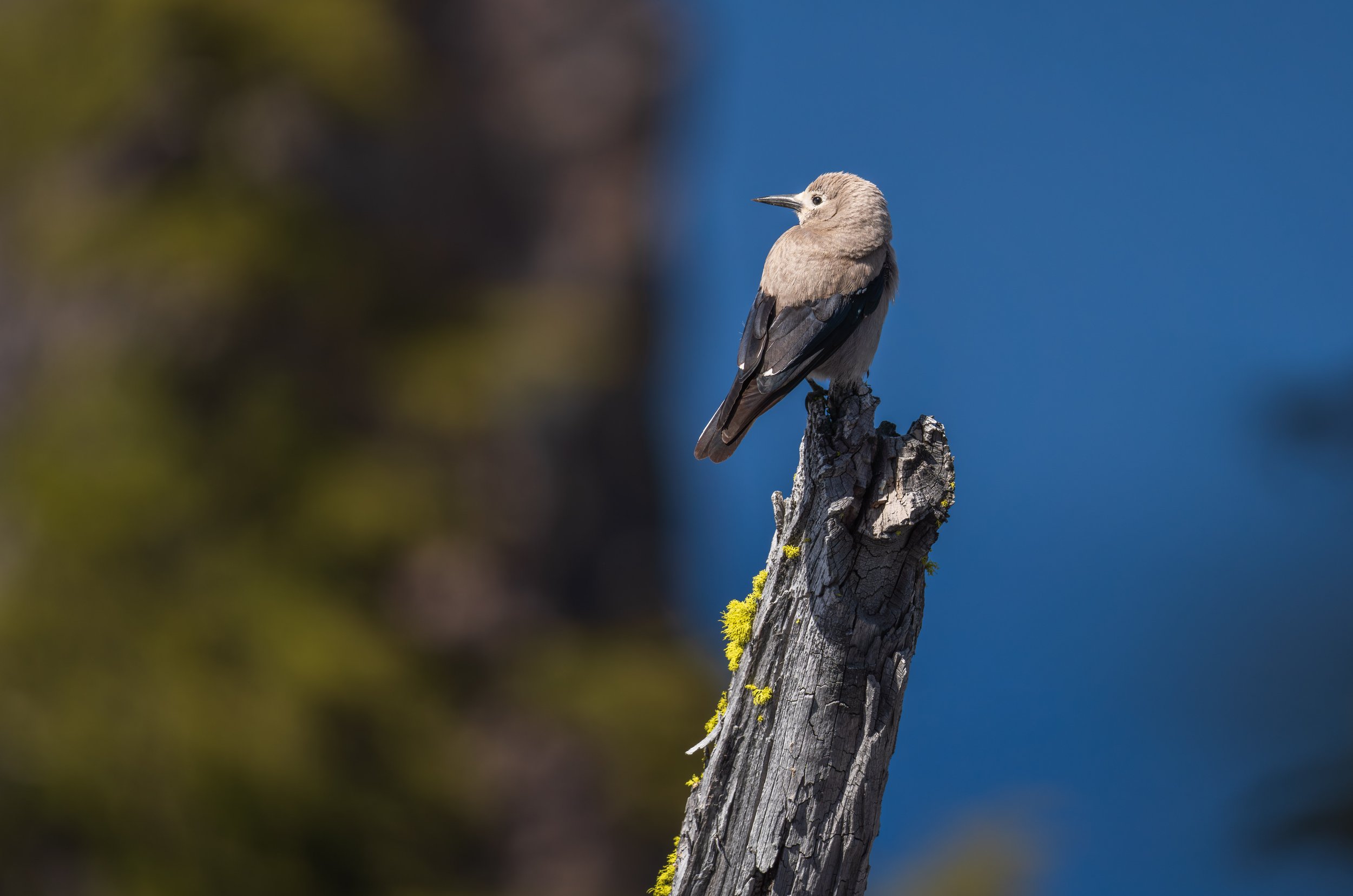  A Clark's nutcracker perched on a dead tree (photo/Jason Rafal) 