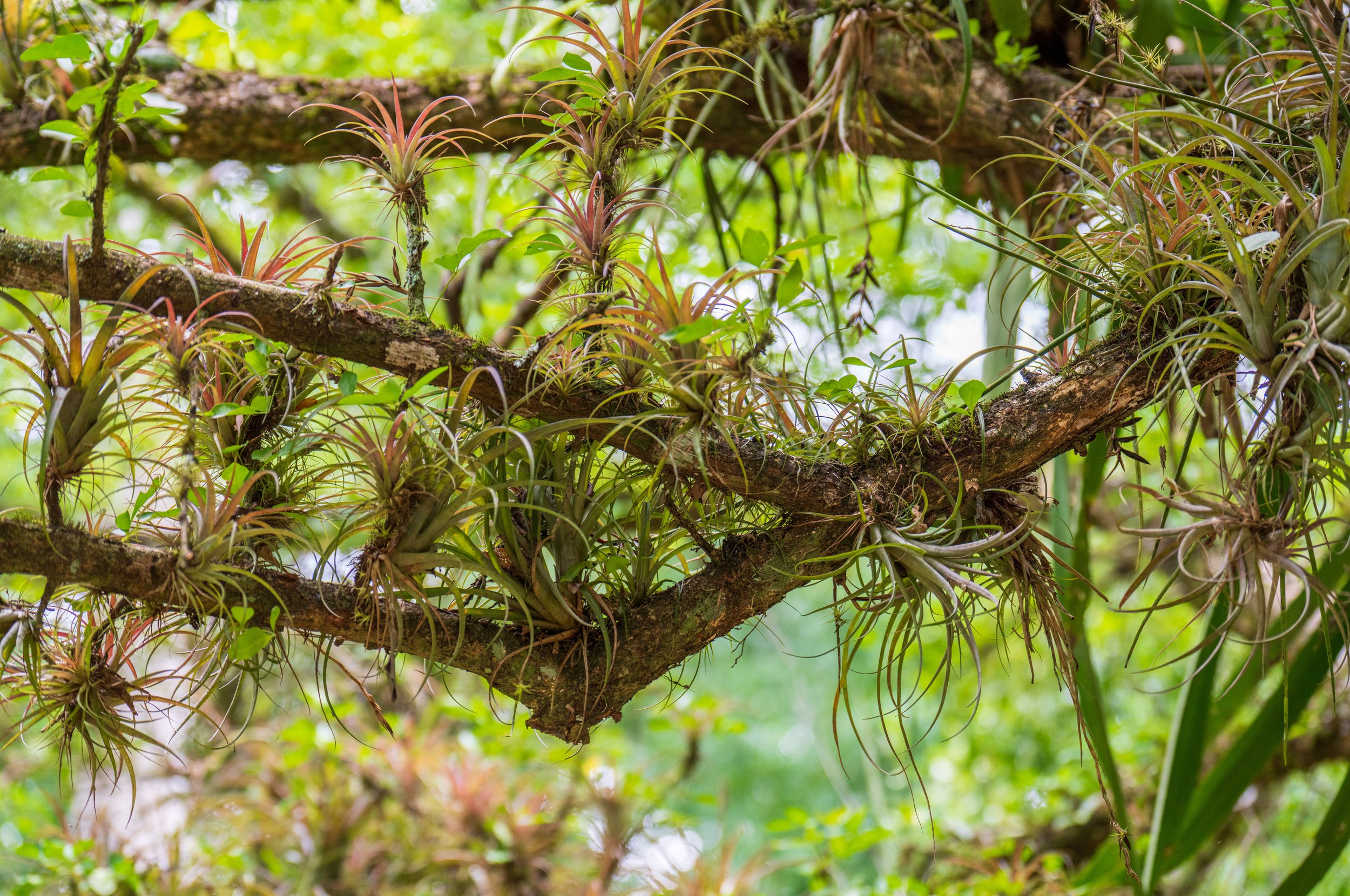  All of the air plants (photo/Jason Rafal) 