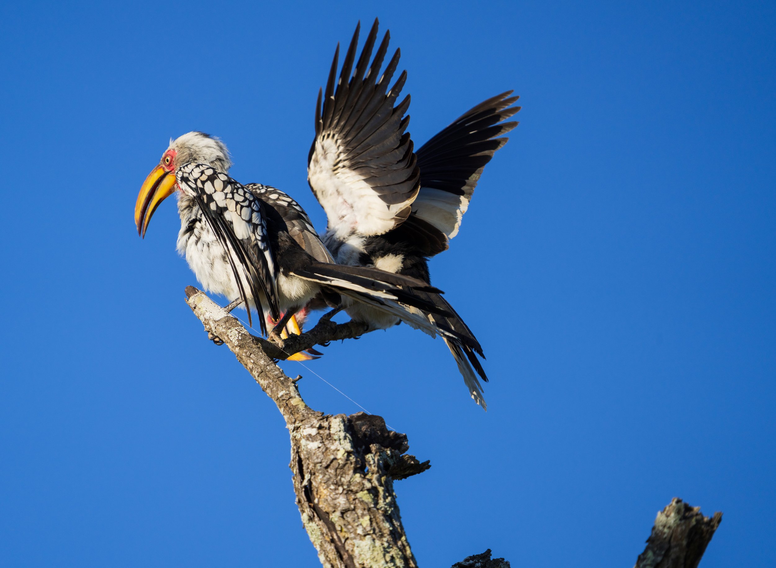 Two yellow-billed hornbills doing some sort of dance (photo/Jason Rafal)