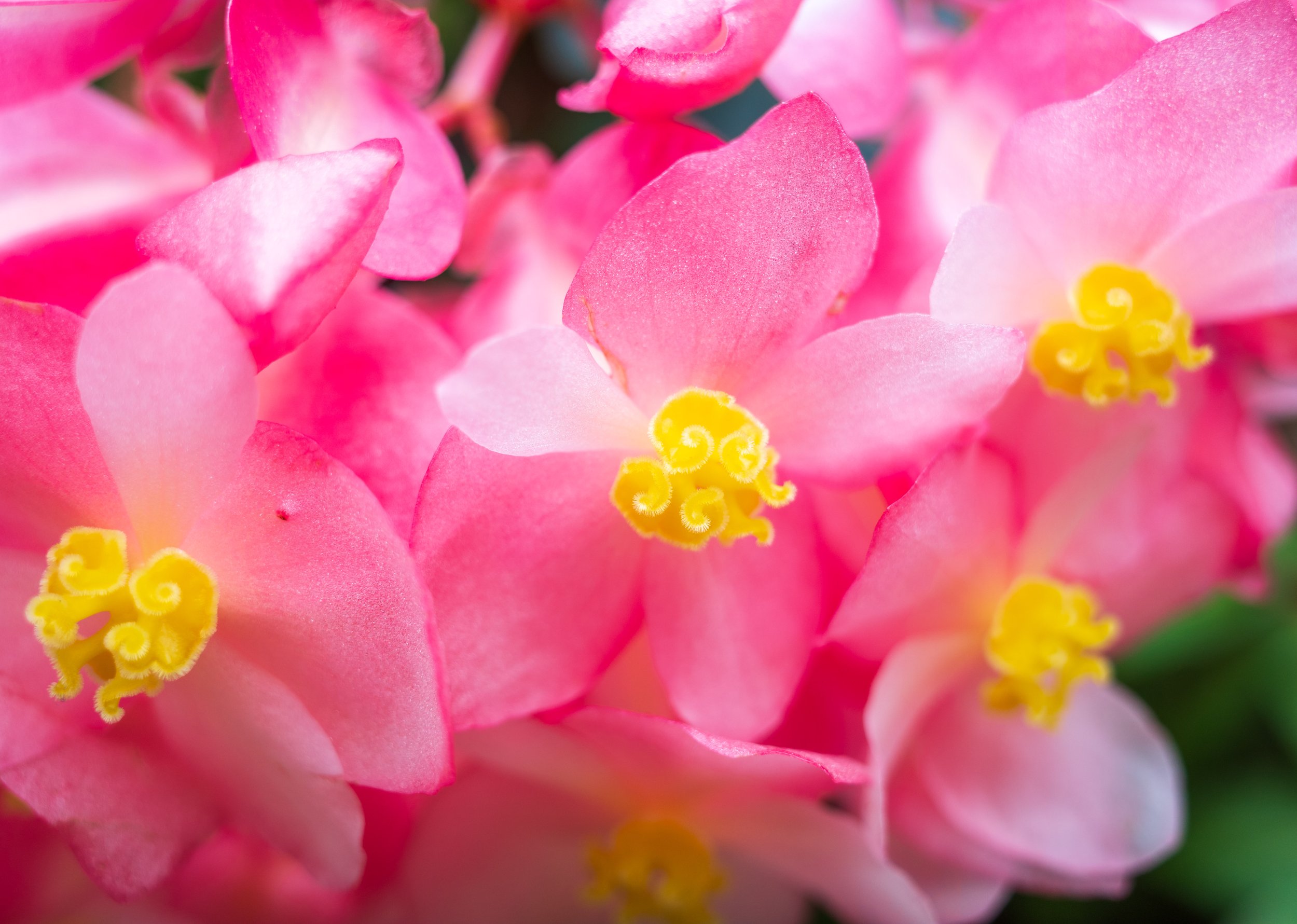 A close up image of a pink flower with yellow centers.