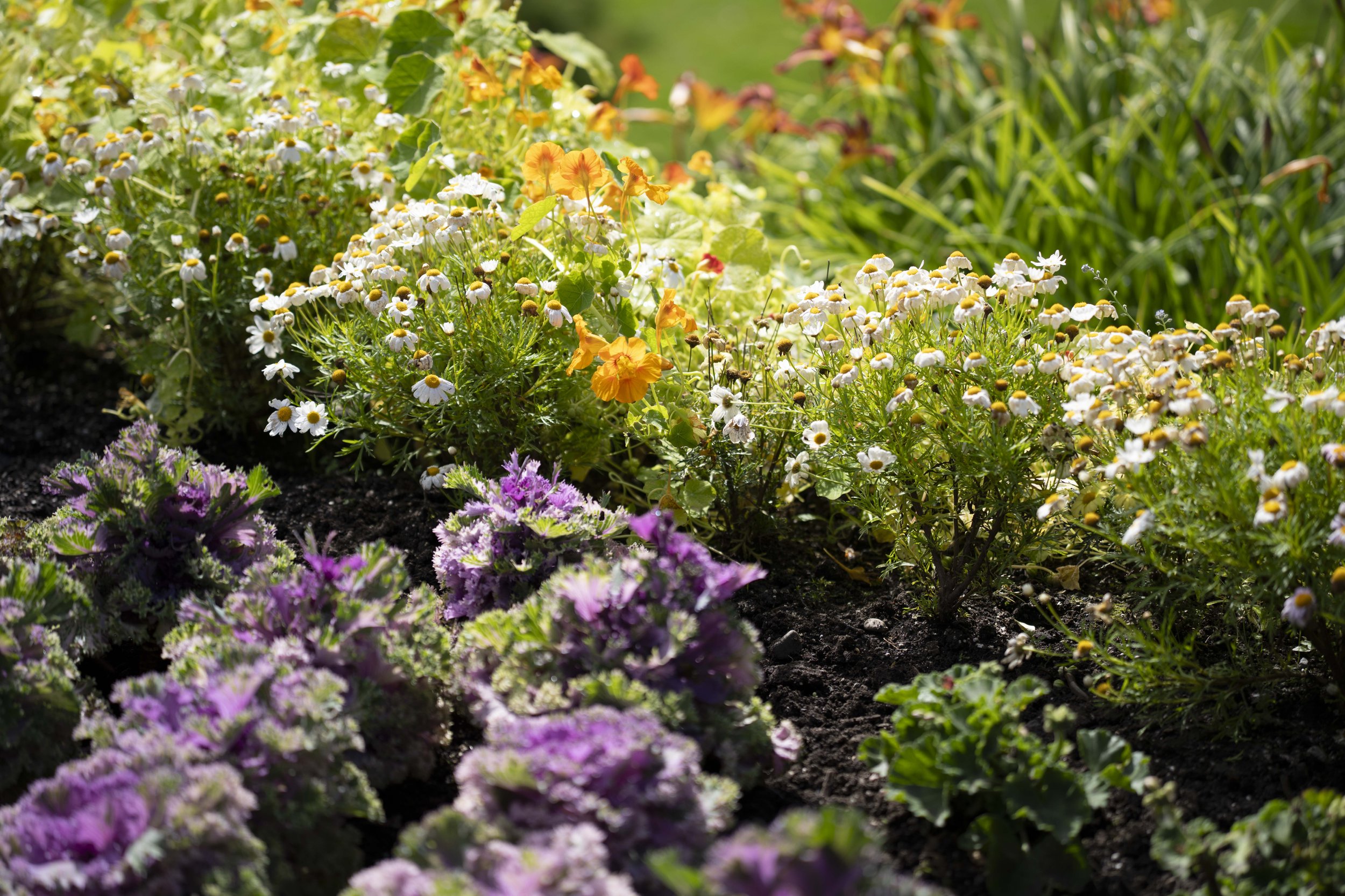 Yellow and white flowers and purple cabbage.