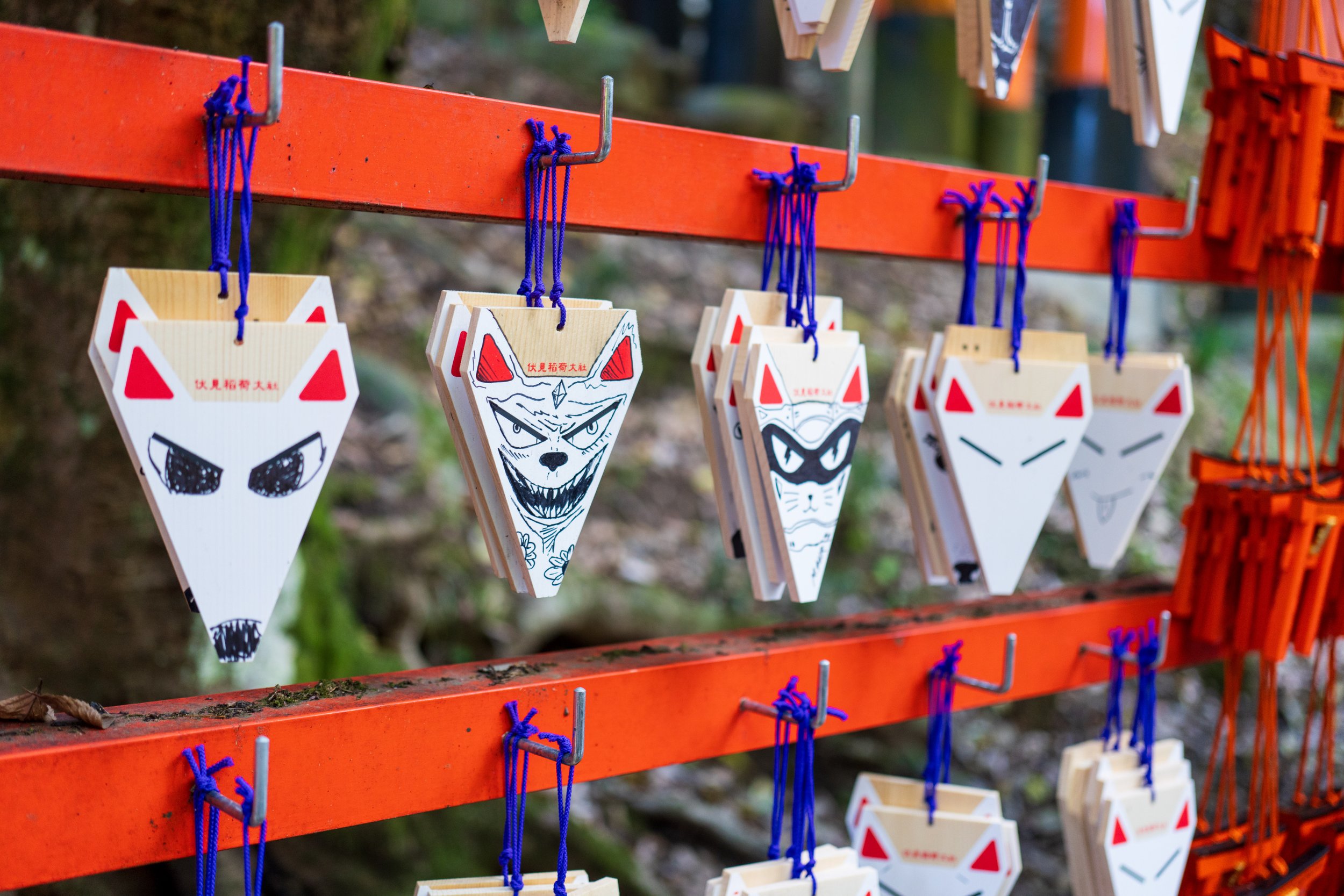  Lots of fox faces (photo/Jason Rafal) 