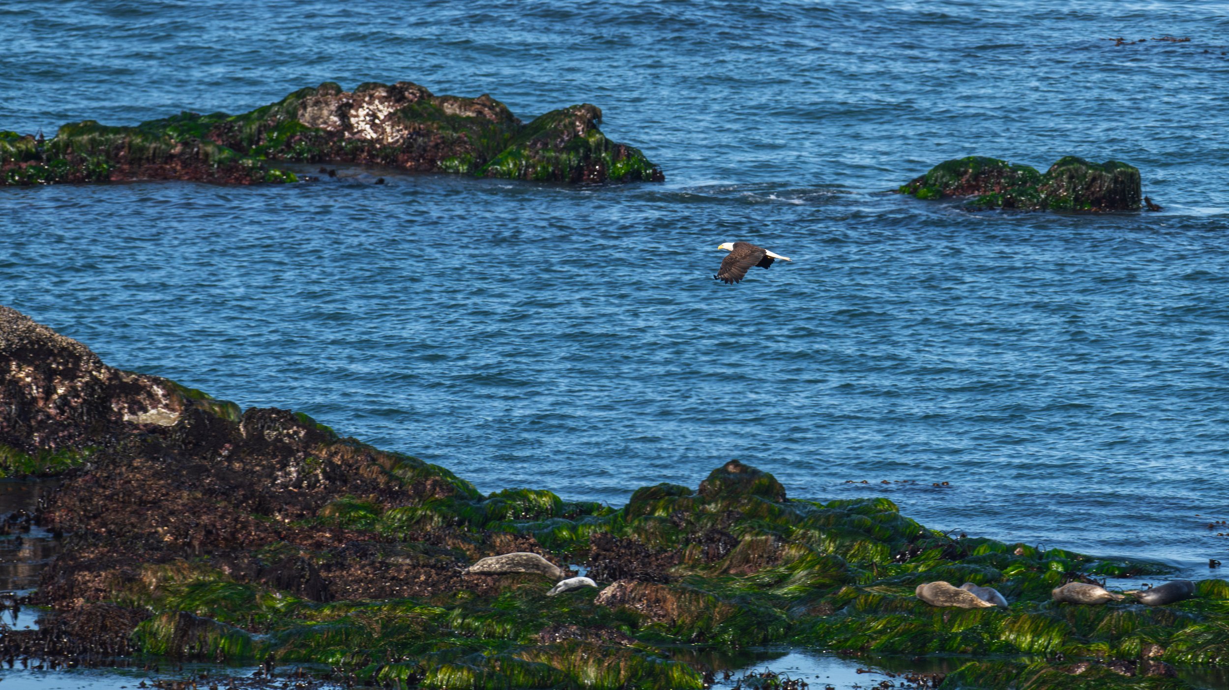  A bald eagle flies over sleeping harbor seals (photo/Jason Rafal) 