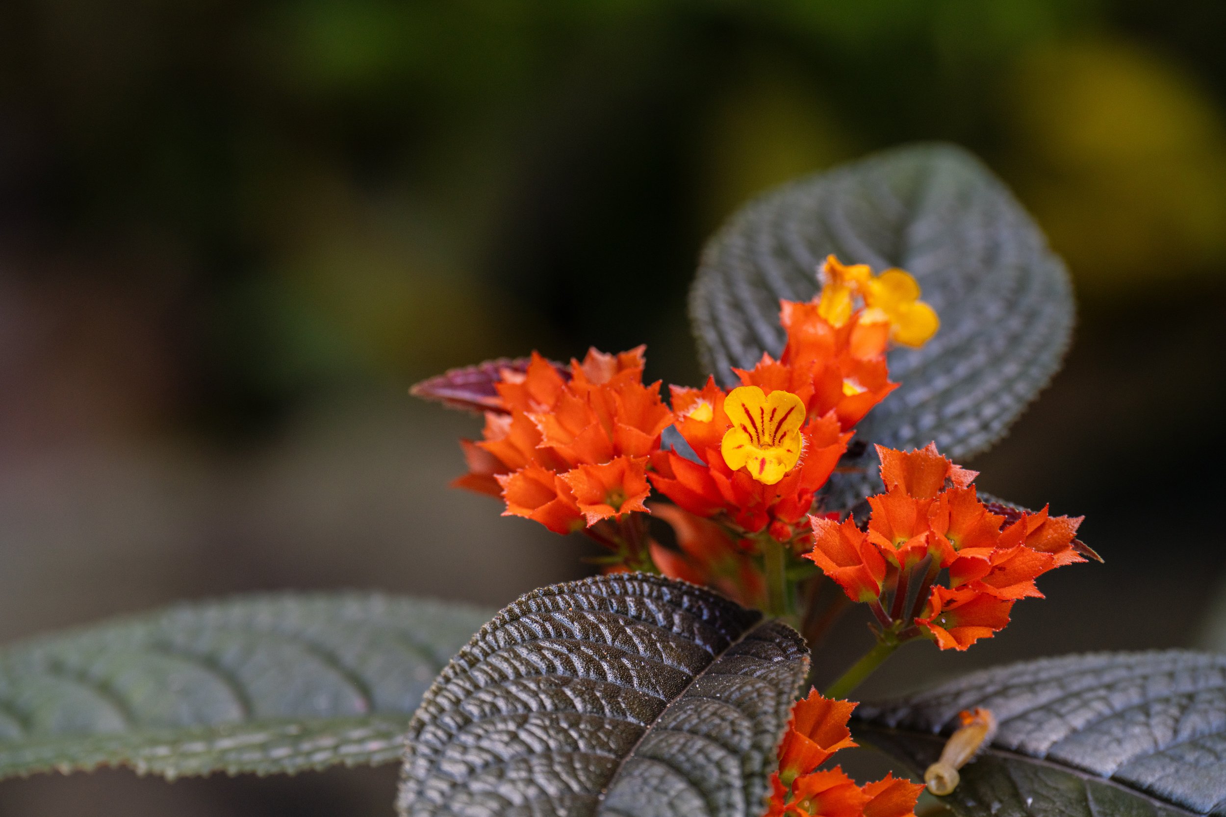 Sunset Bell (photo/Jason Rafal)