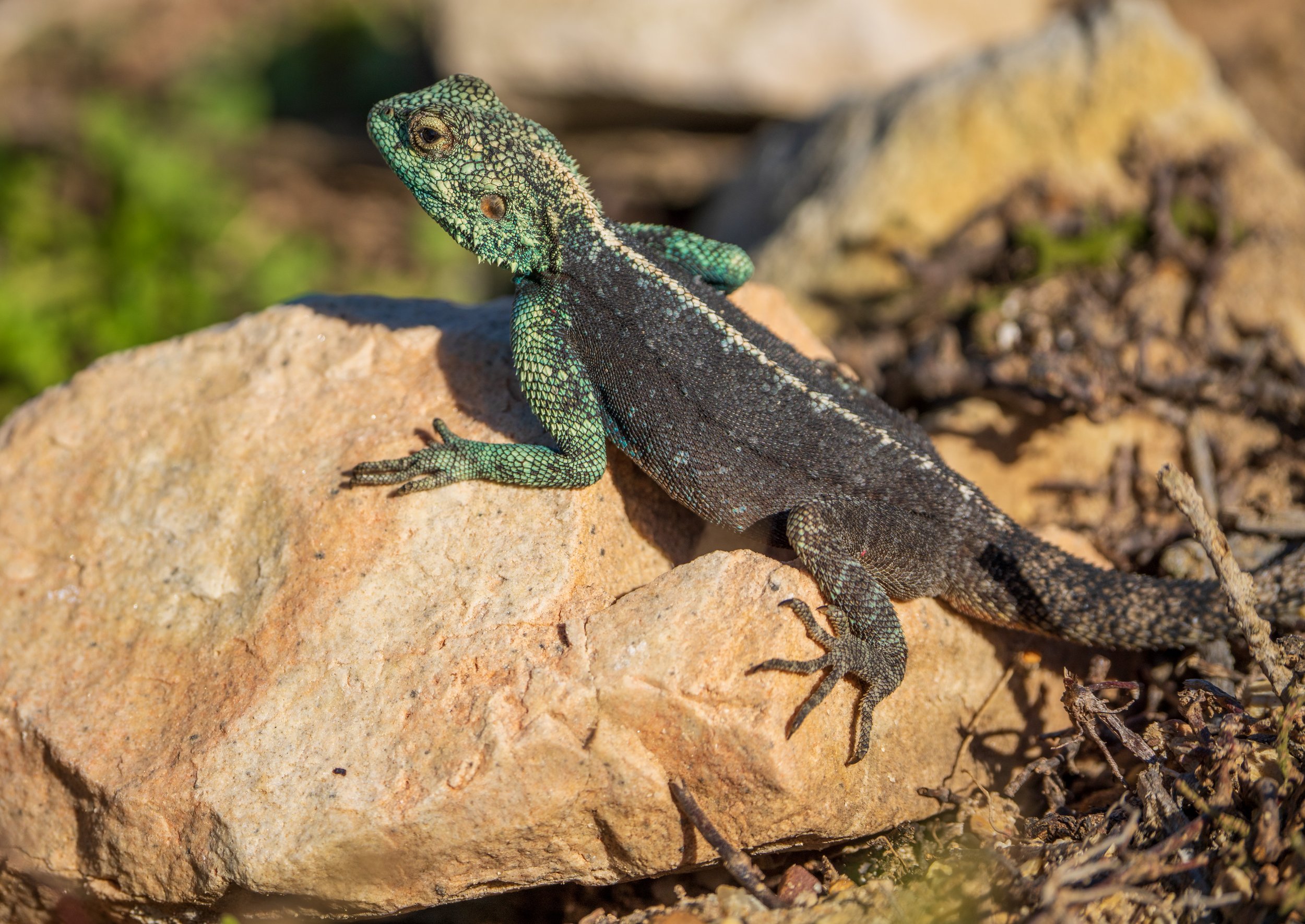  A beautiful southern rock agama (photo/Jason Rafal) 