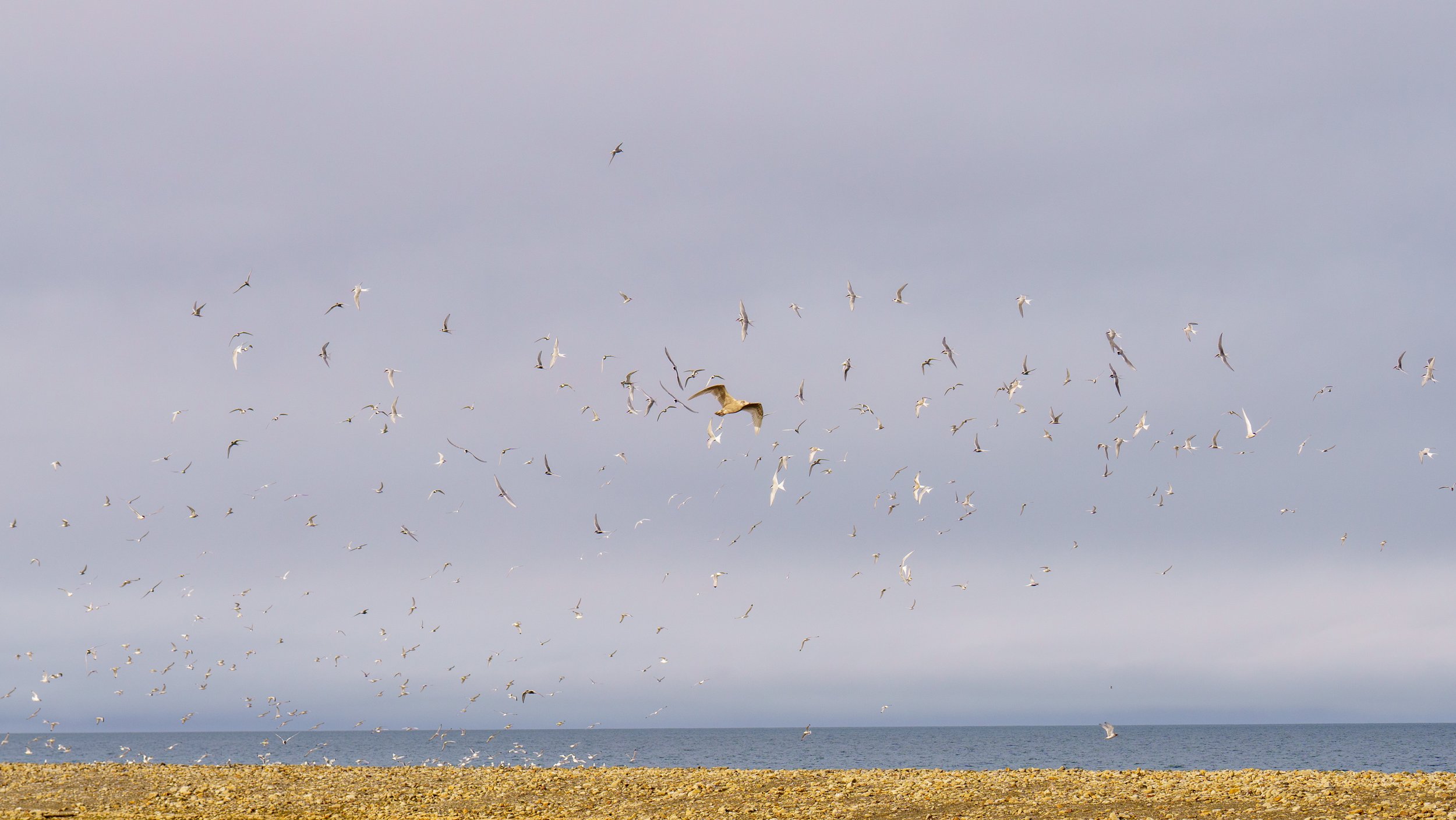  Circling shorebirds (photo/Nicole Harrison) 