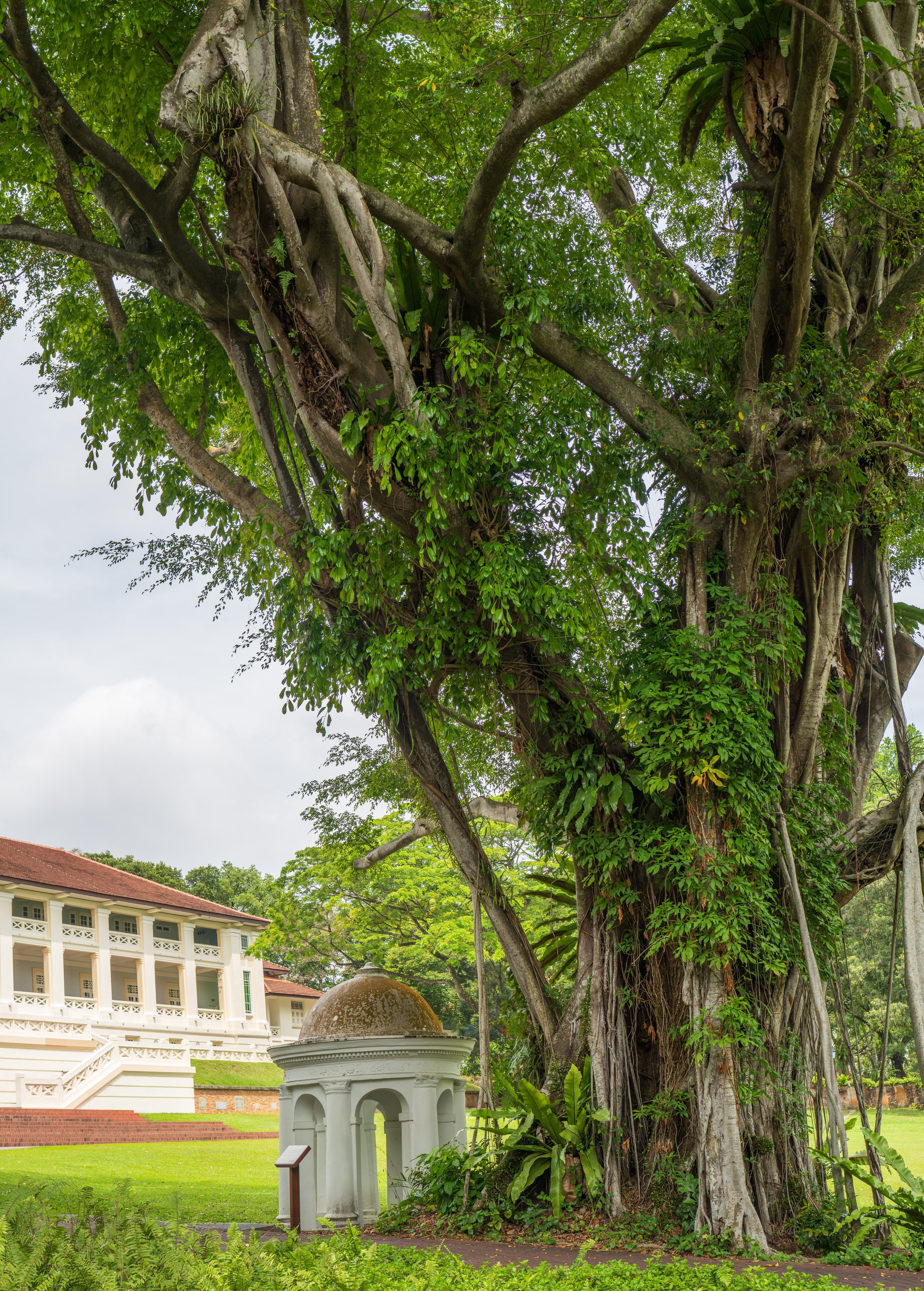 A giant tree with greenery all over the trunk.