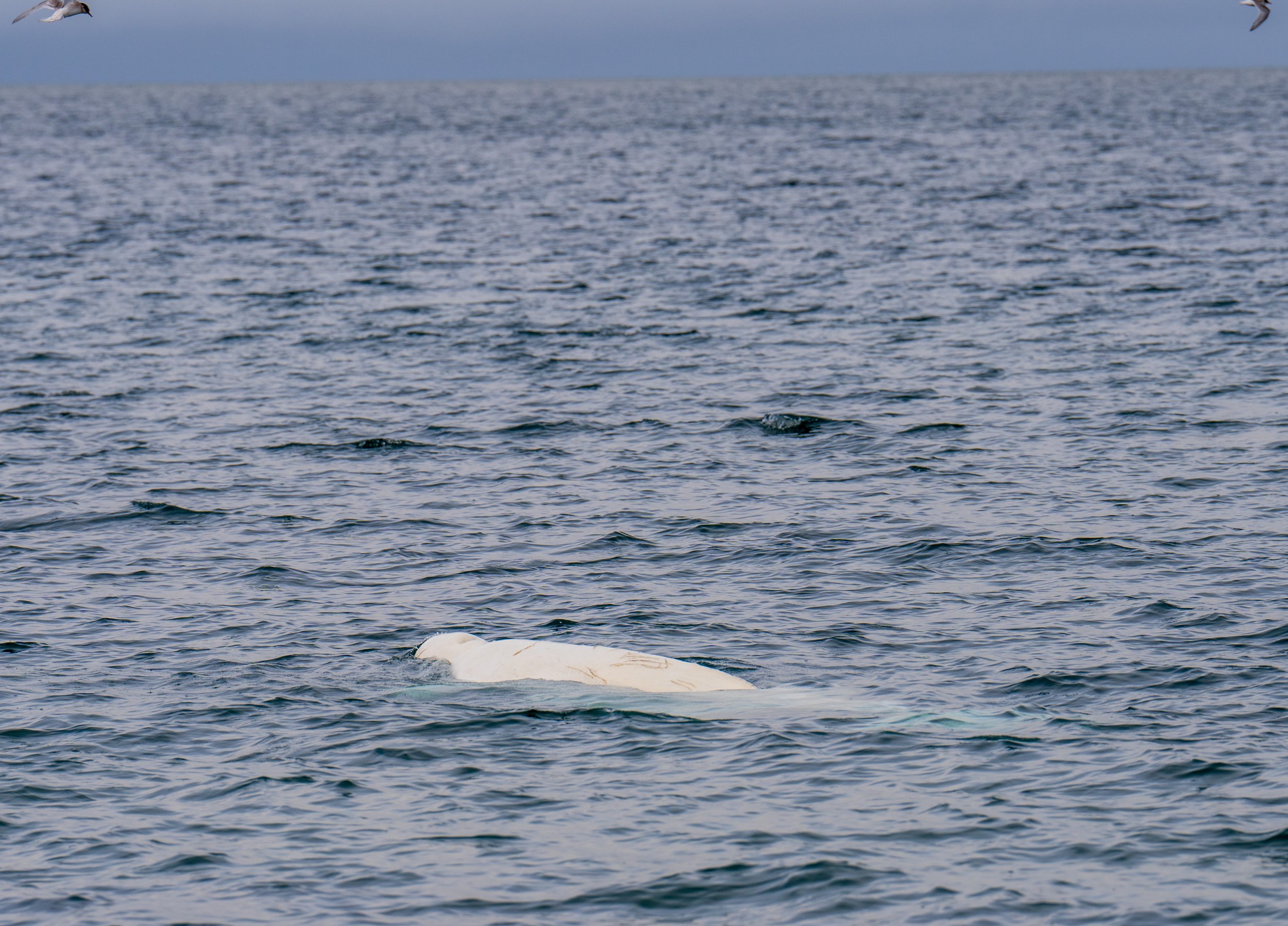  The scarred back of a beluga (photo/Nicole Harrison) 