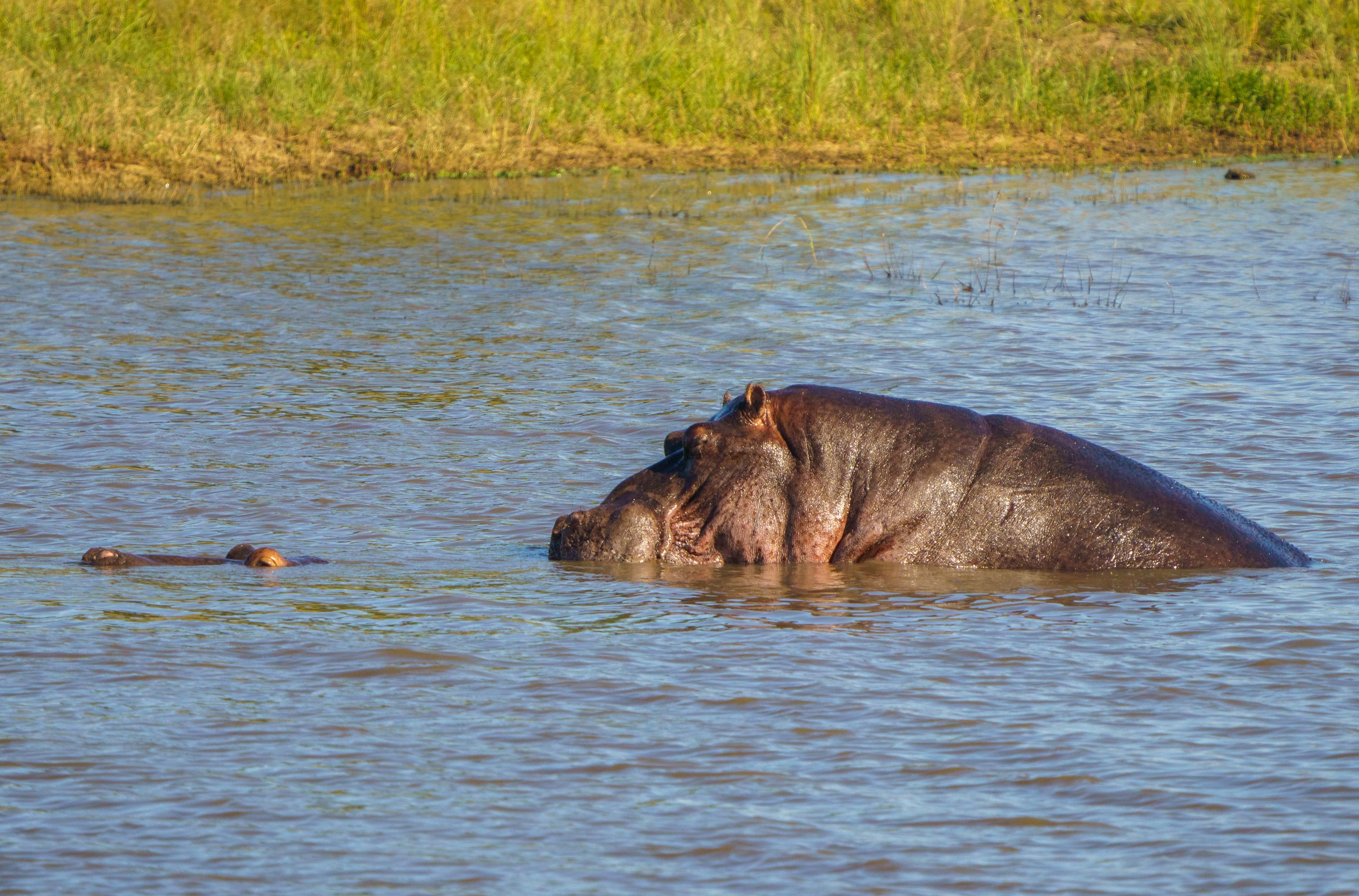 Two mating hippos (photo/Jason Rafal)