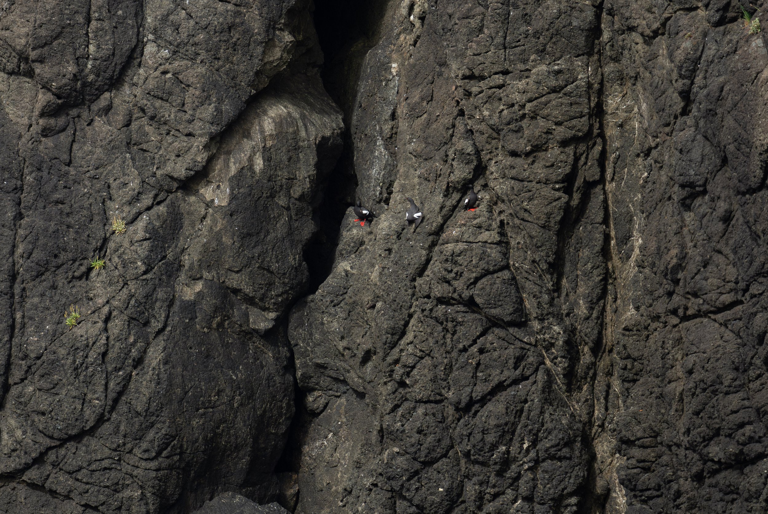  Pigeon guillemots perched on a rock face (photo/Jason Rafal) 