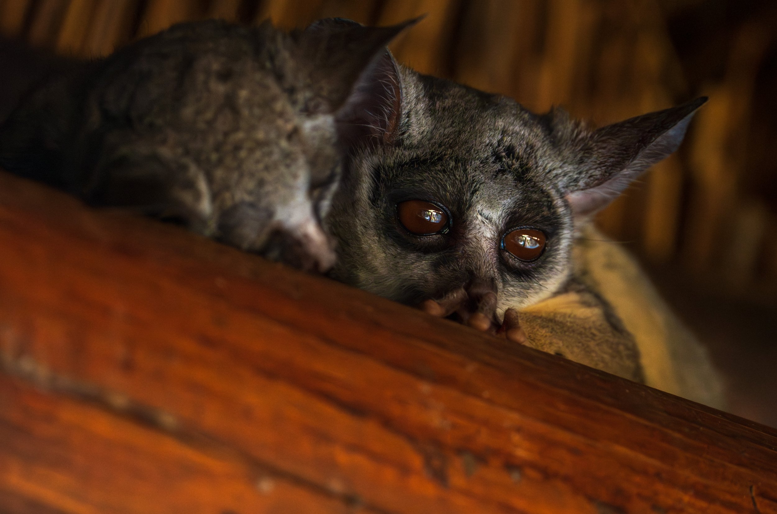 The lodge had a family of adorable bush babies living in one of the beams (photo/Jason Rafal)