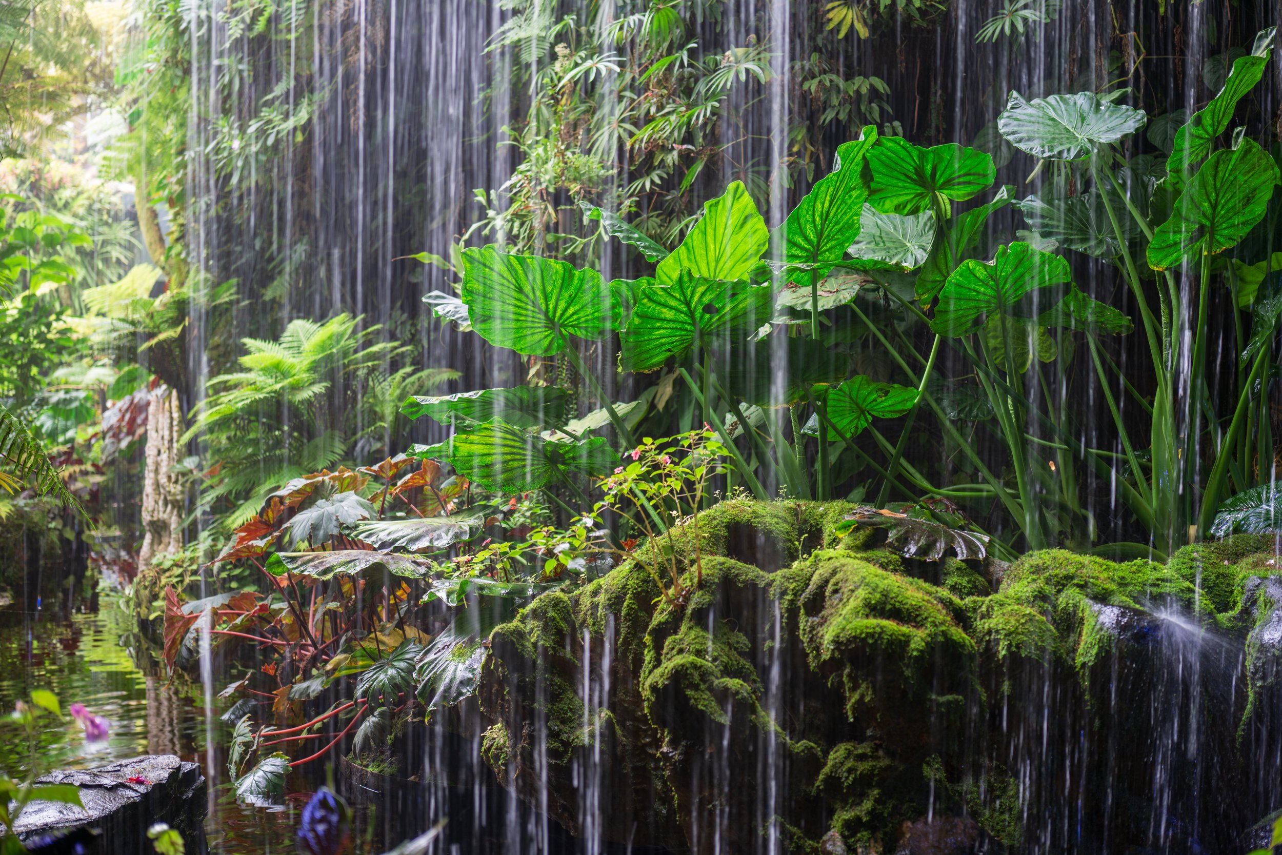 Vertical streams of water dripping down over small plants.