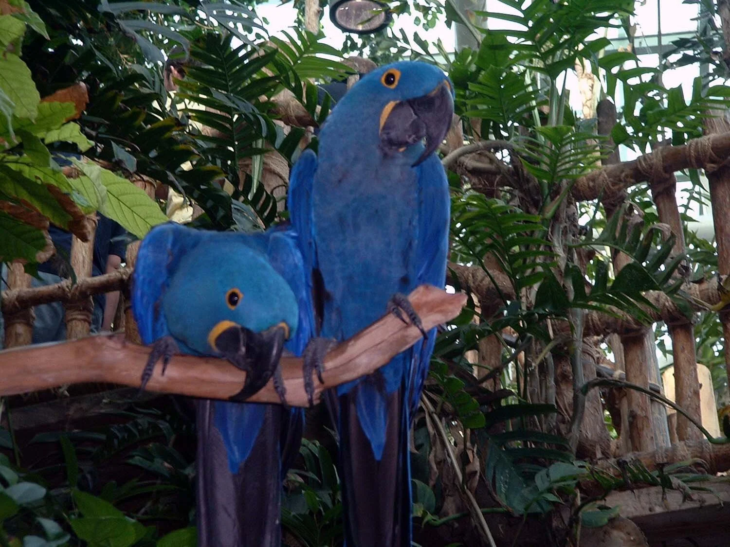 macaws-well-hello-there-new-orleans.jpg