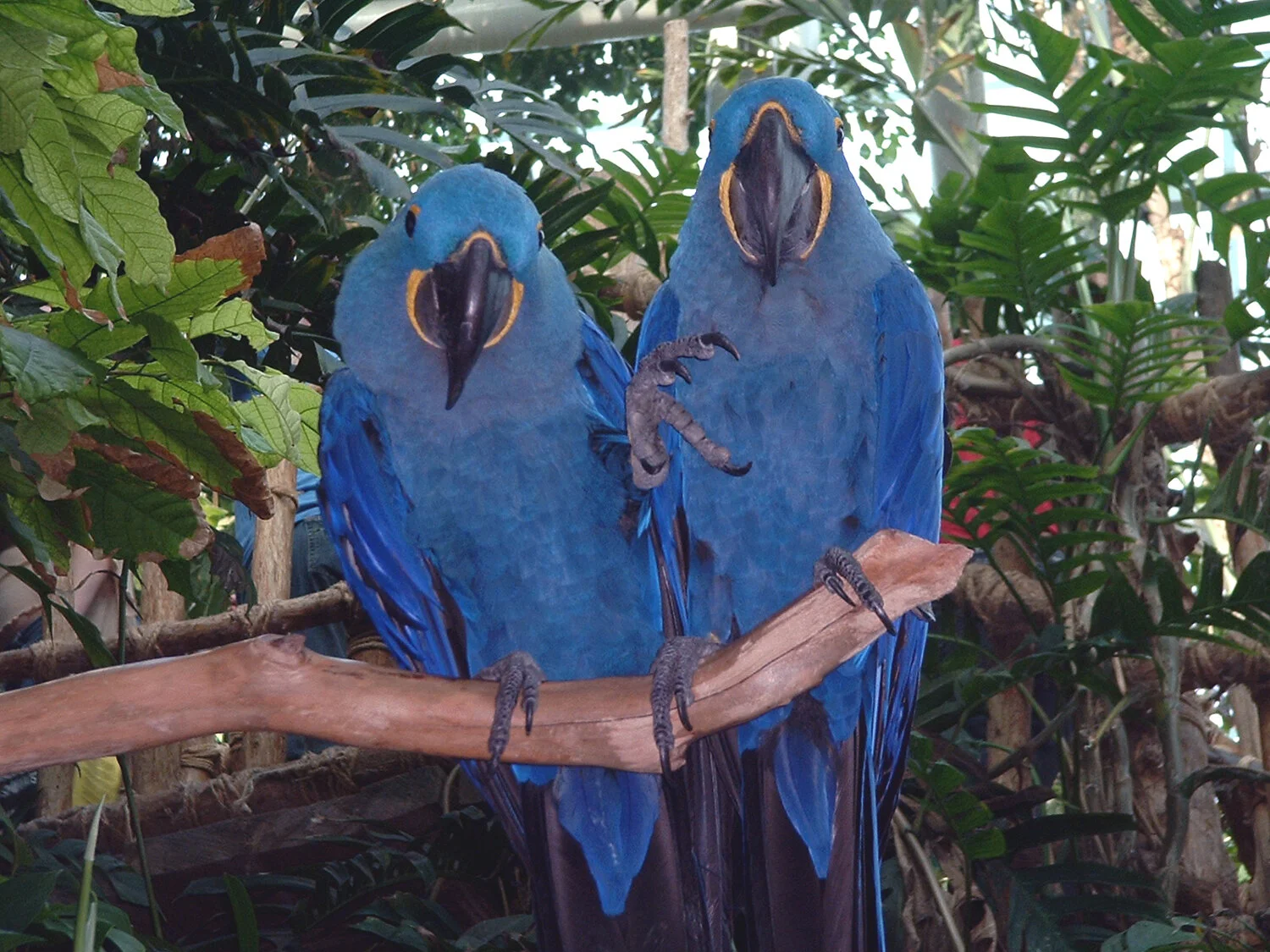macaws-flirting-new-orleans.jpg
