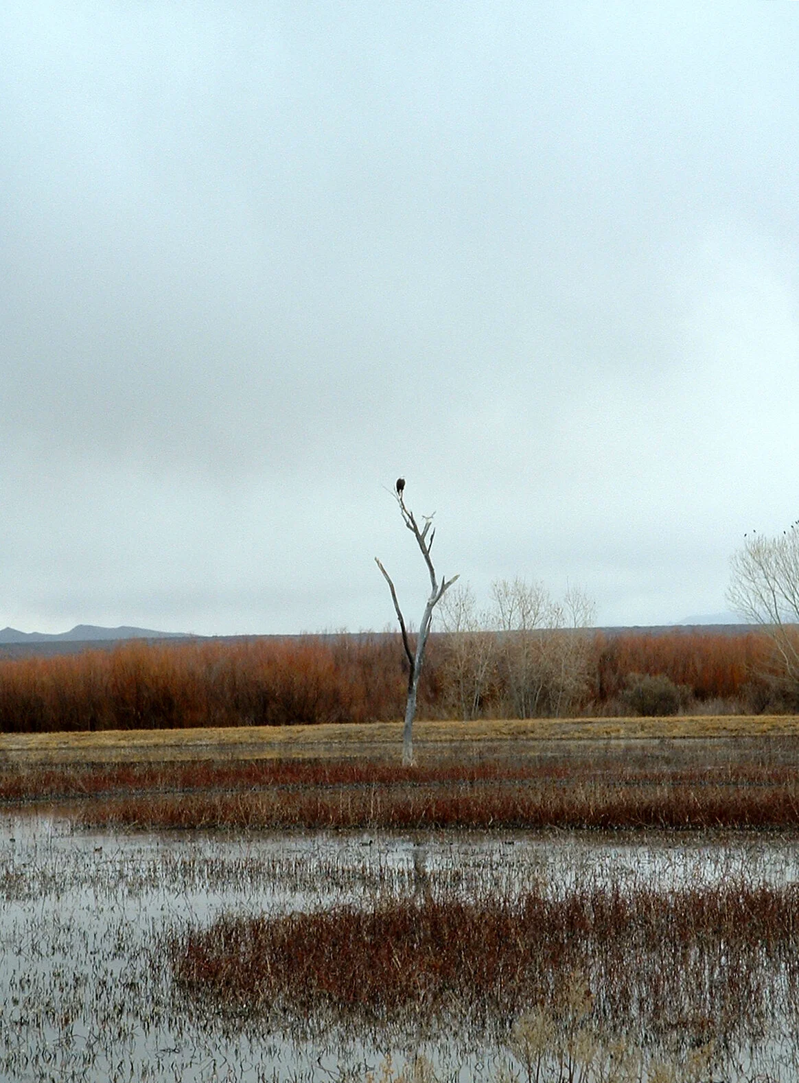 bosque-del-apache2-new-mexico.jpg