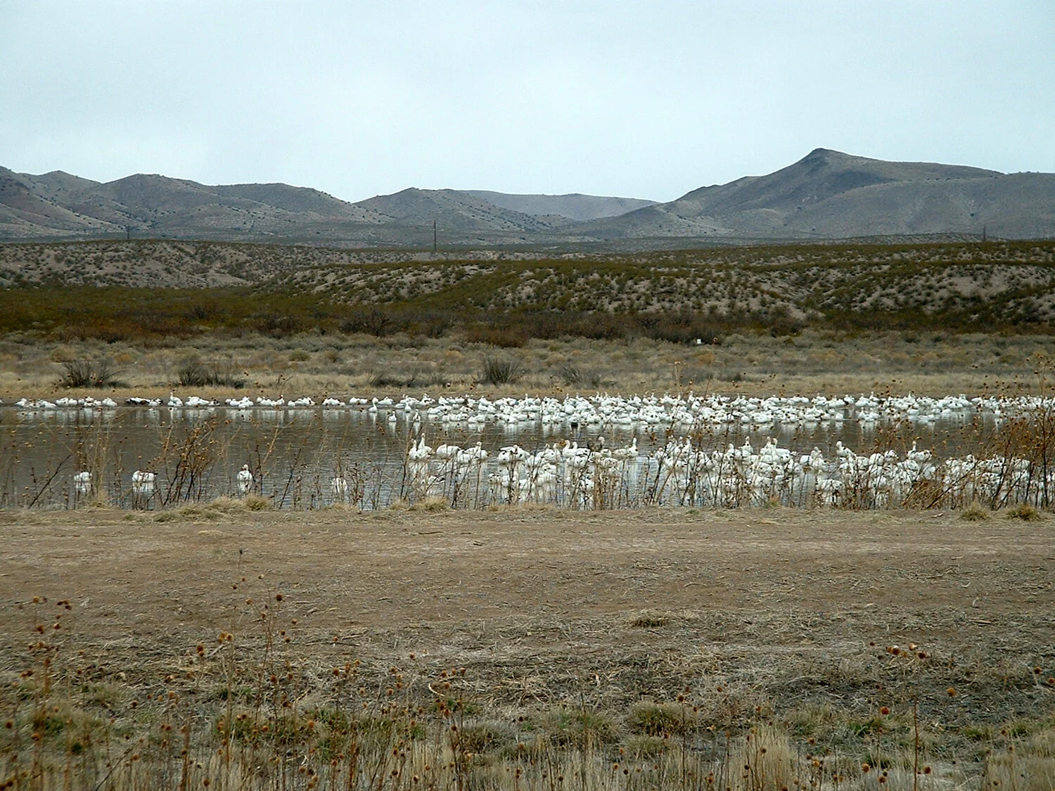 bosque-del-apache1-new-mexico.jpg