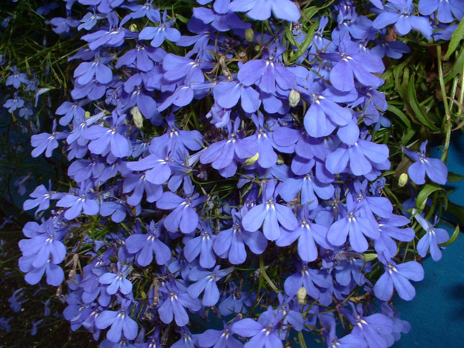 perfect-blue-nz.jpg