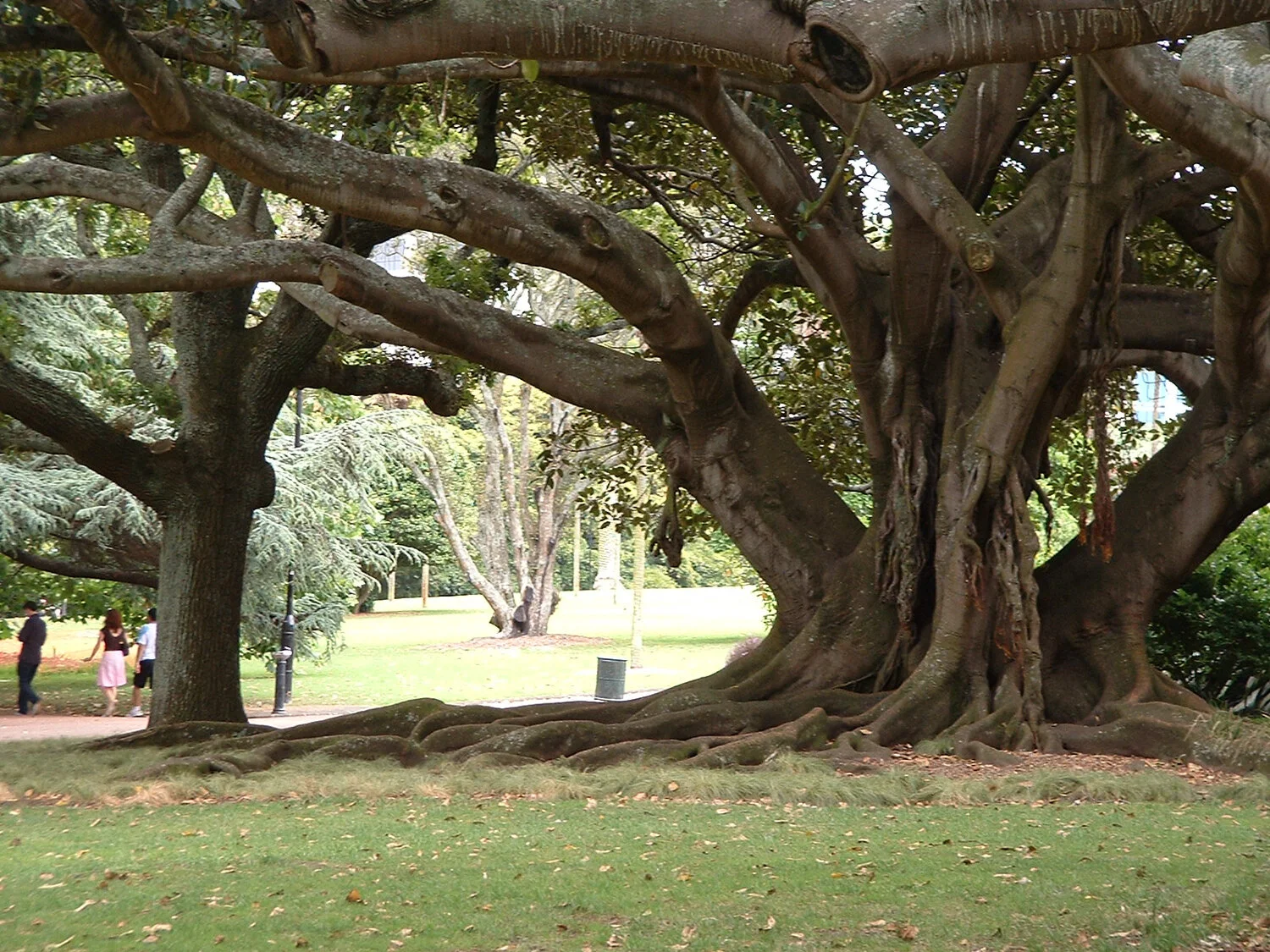 albert-park-nz.jpg