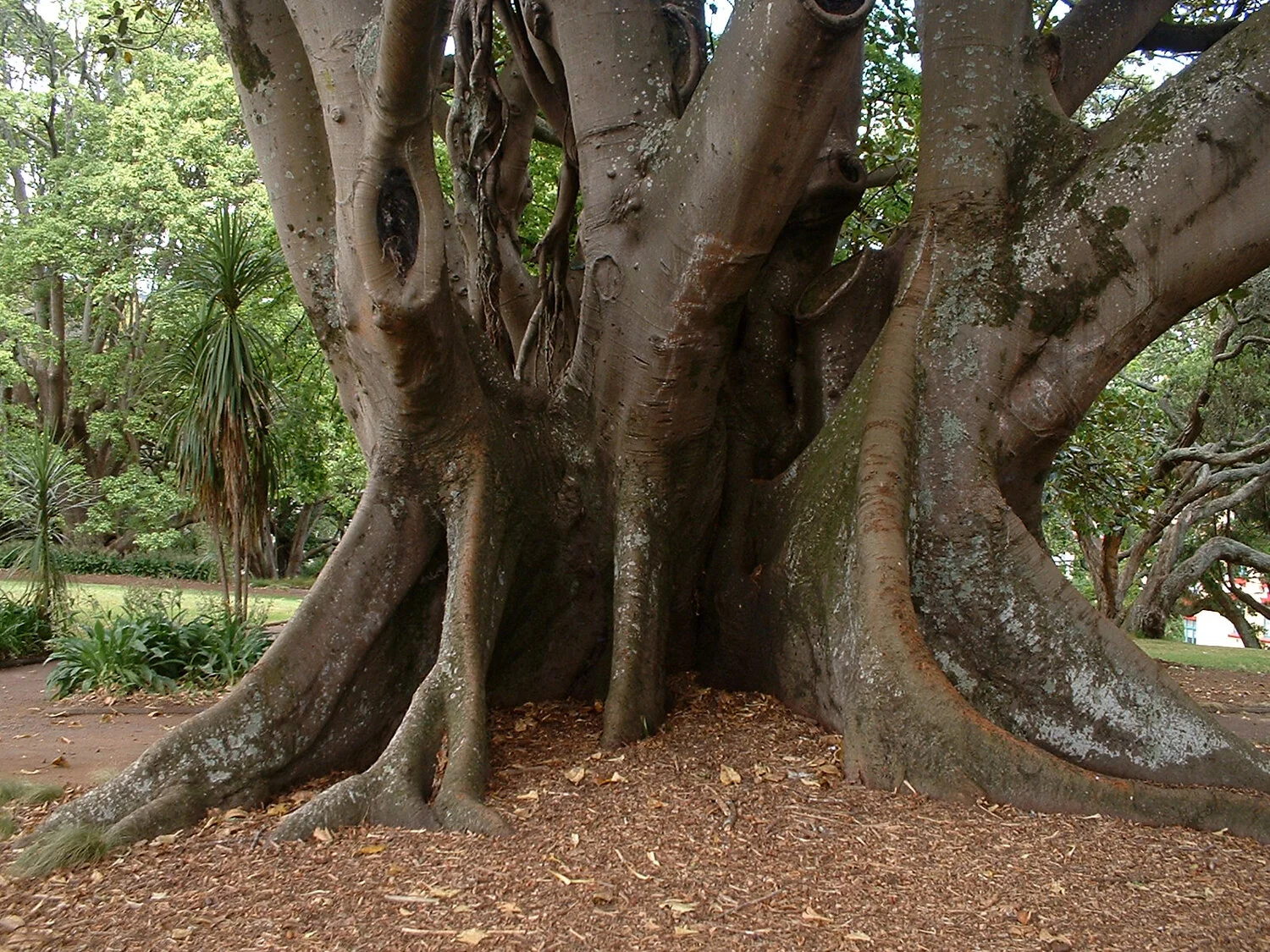albert-park-ombu1-nz.jpg