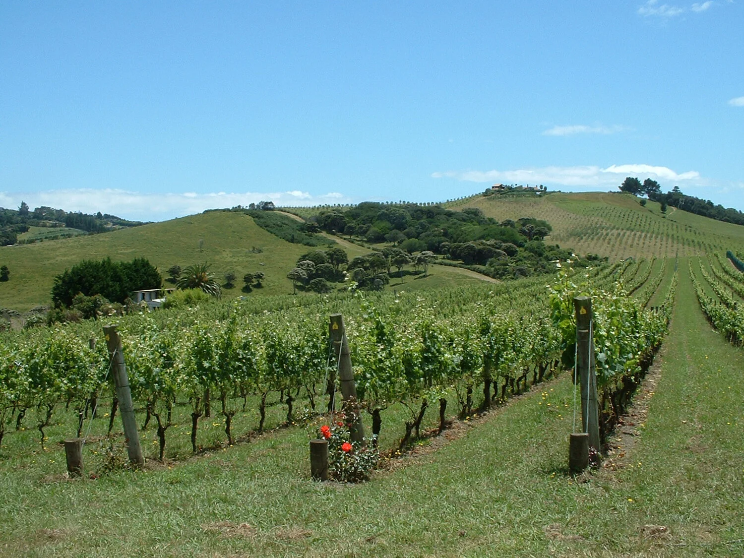vinyard-nz.jpg
