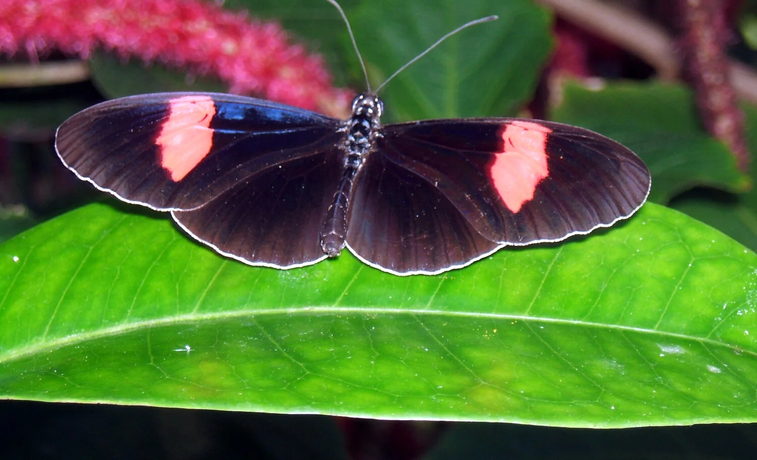 butterfly-key-west.jpg