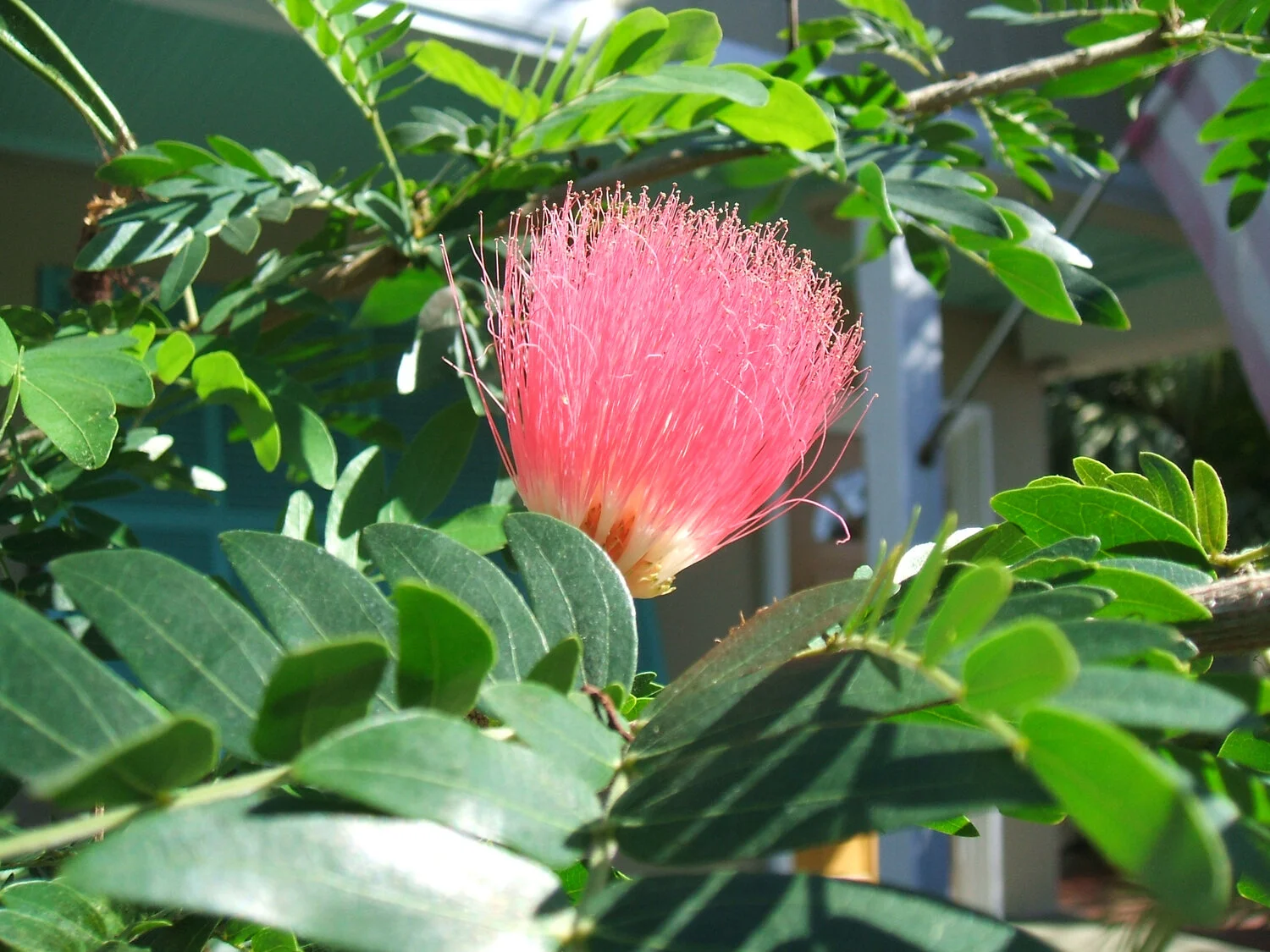 hairy-flower-key-west.jpg