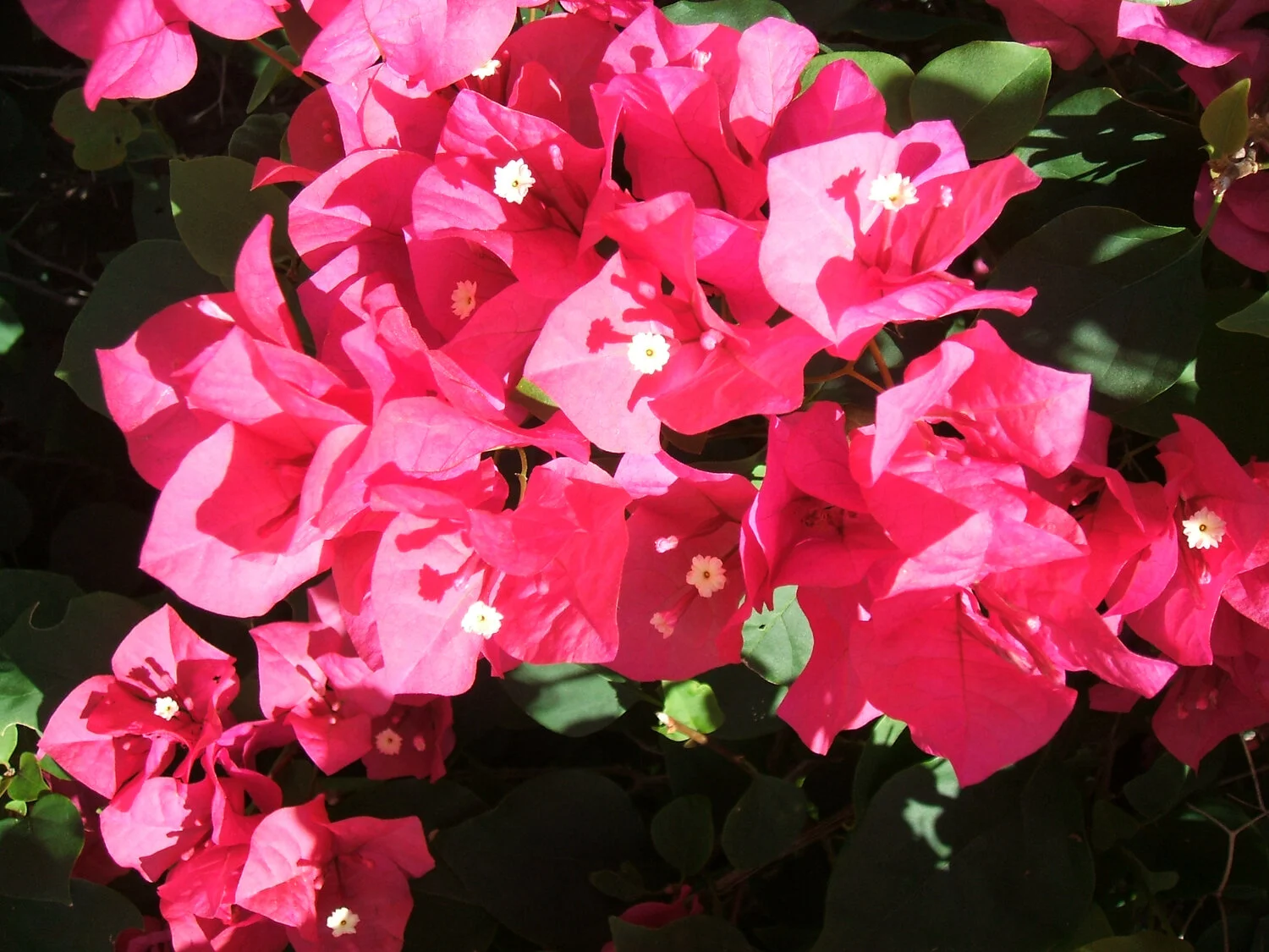 flowers-key-west.jpg
