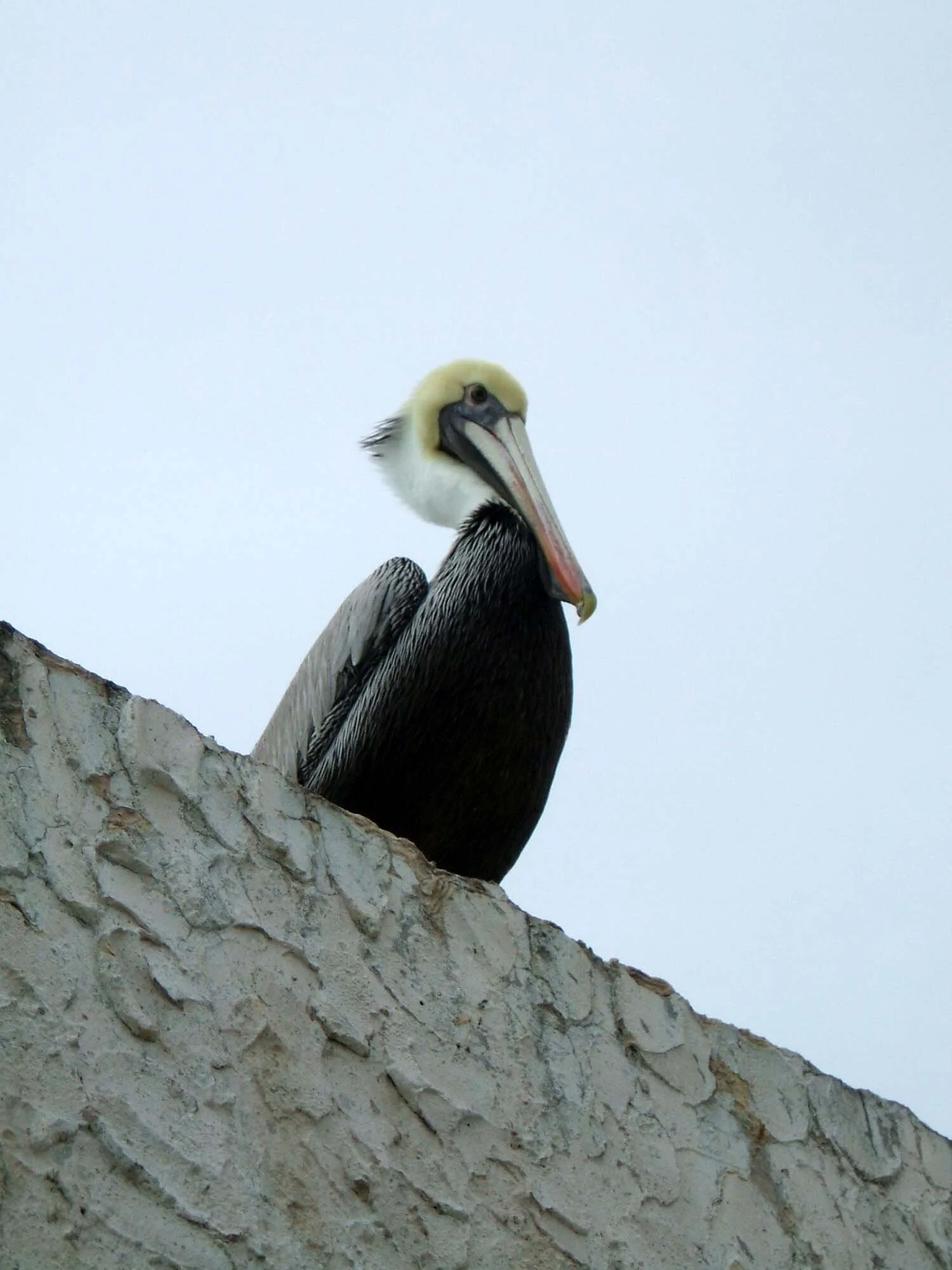 pellican-key-west.jpg
