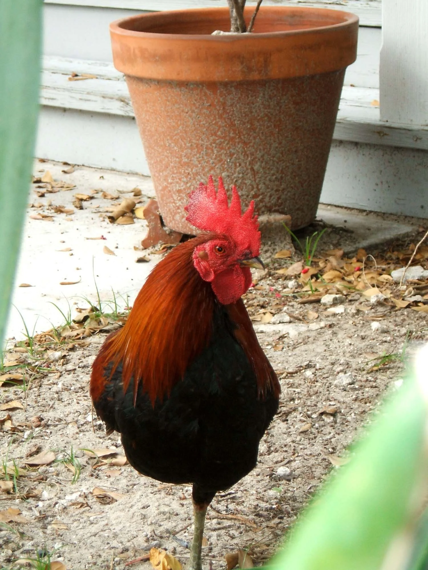 rooster-key-west.jpg