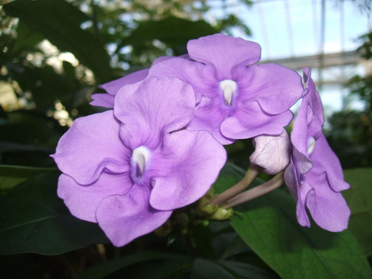 orchid-key-west.jpg