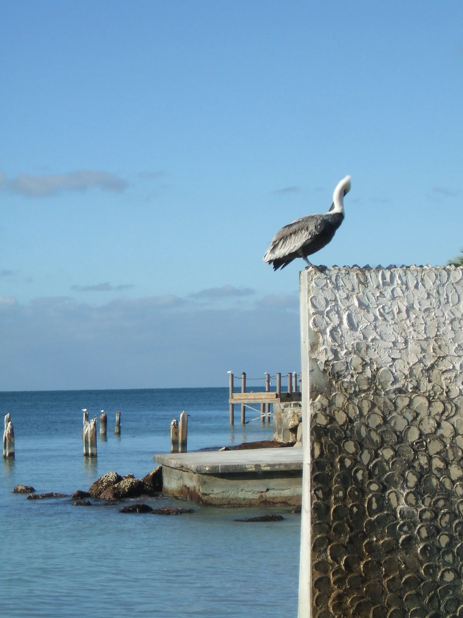 pellican-on-the-edge-key-west.jpg