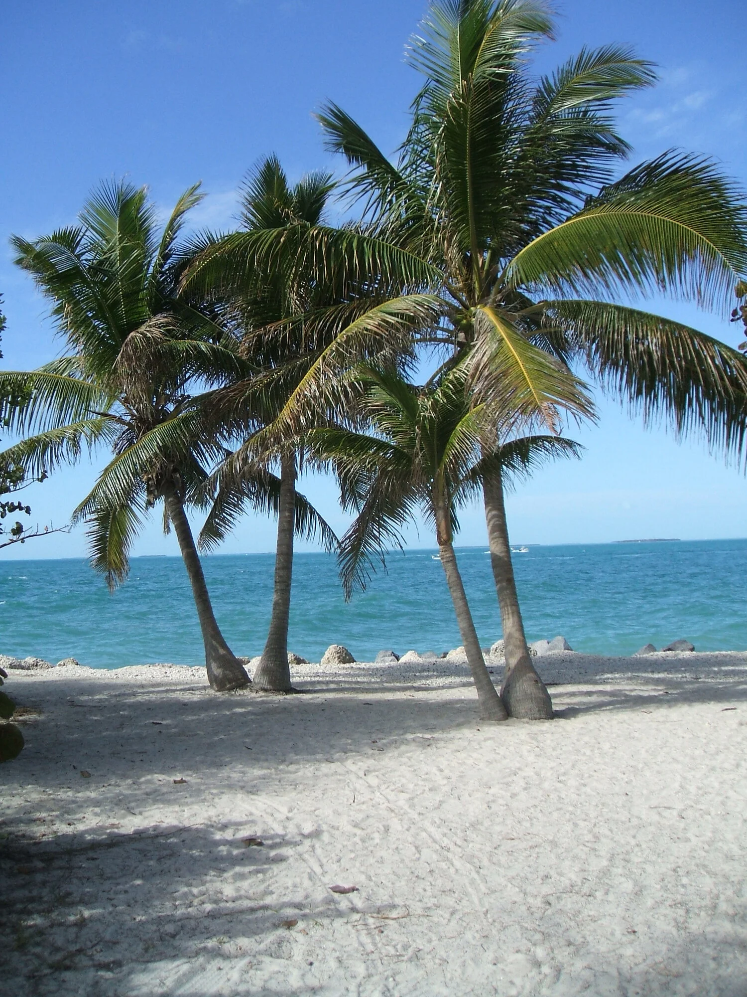 palm-key-west.jpg