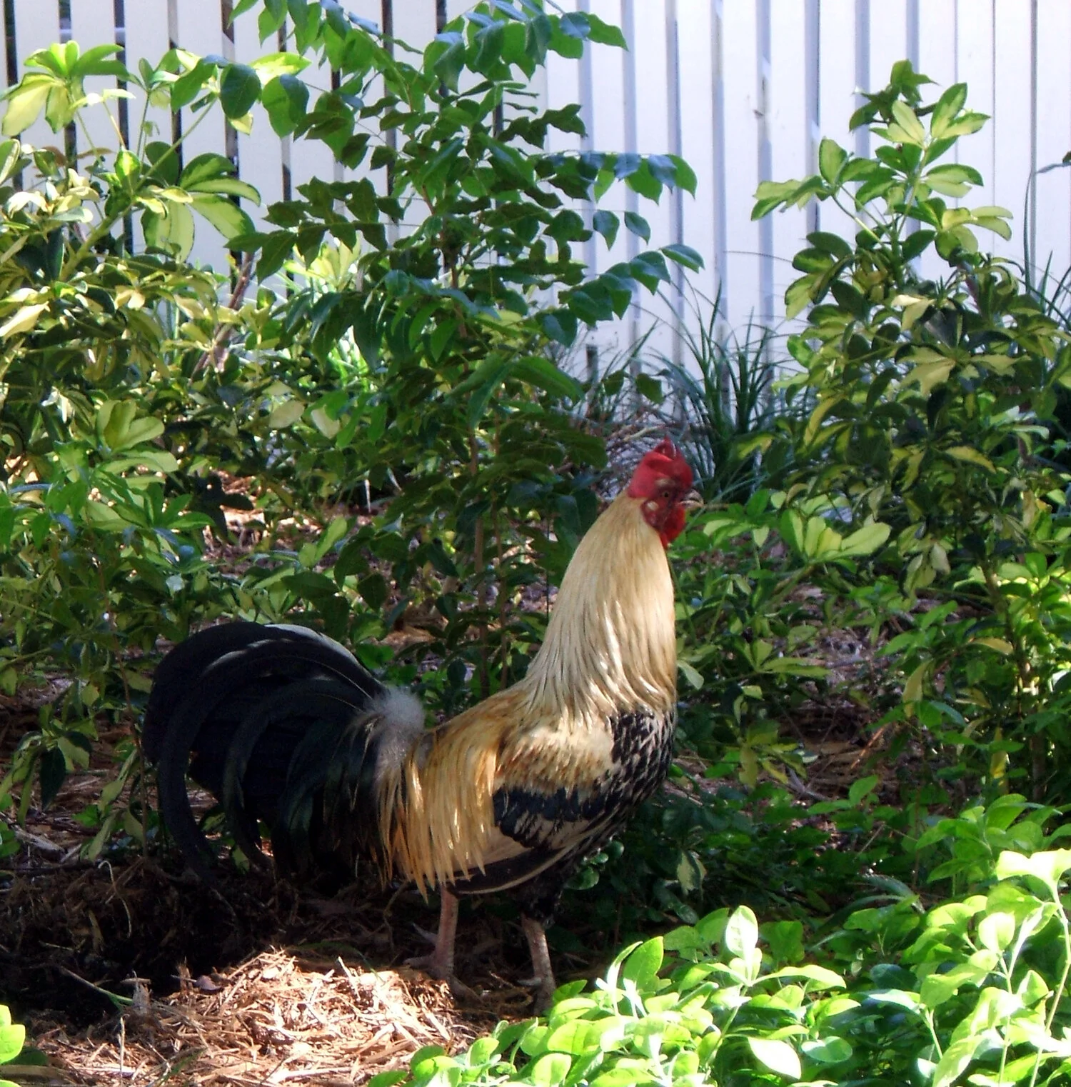 yardrooster-key-west.jpg