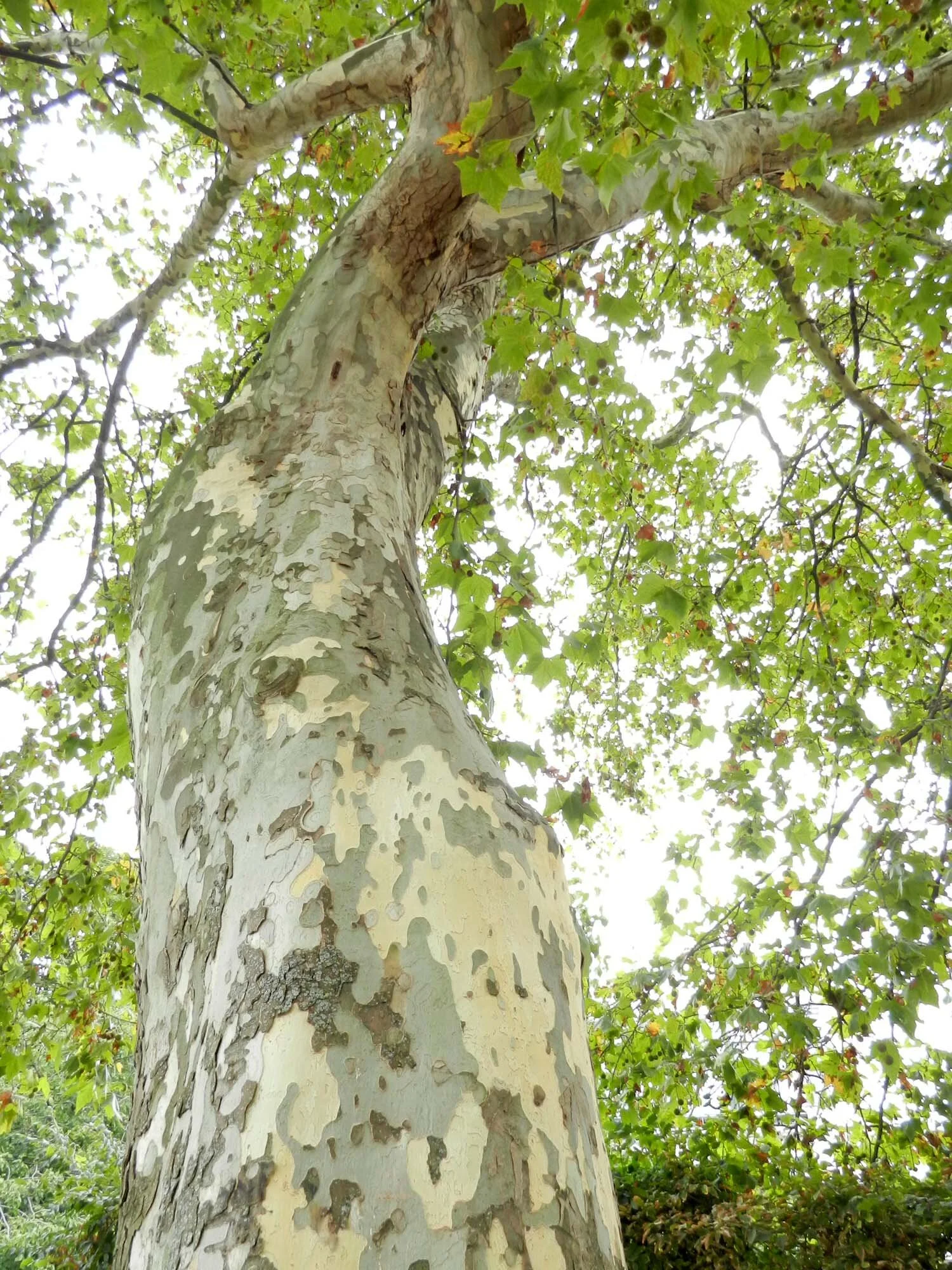 plane-tree-paris.jpg