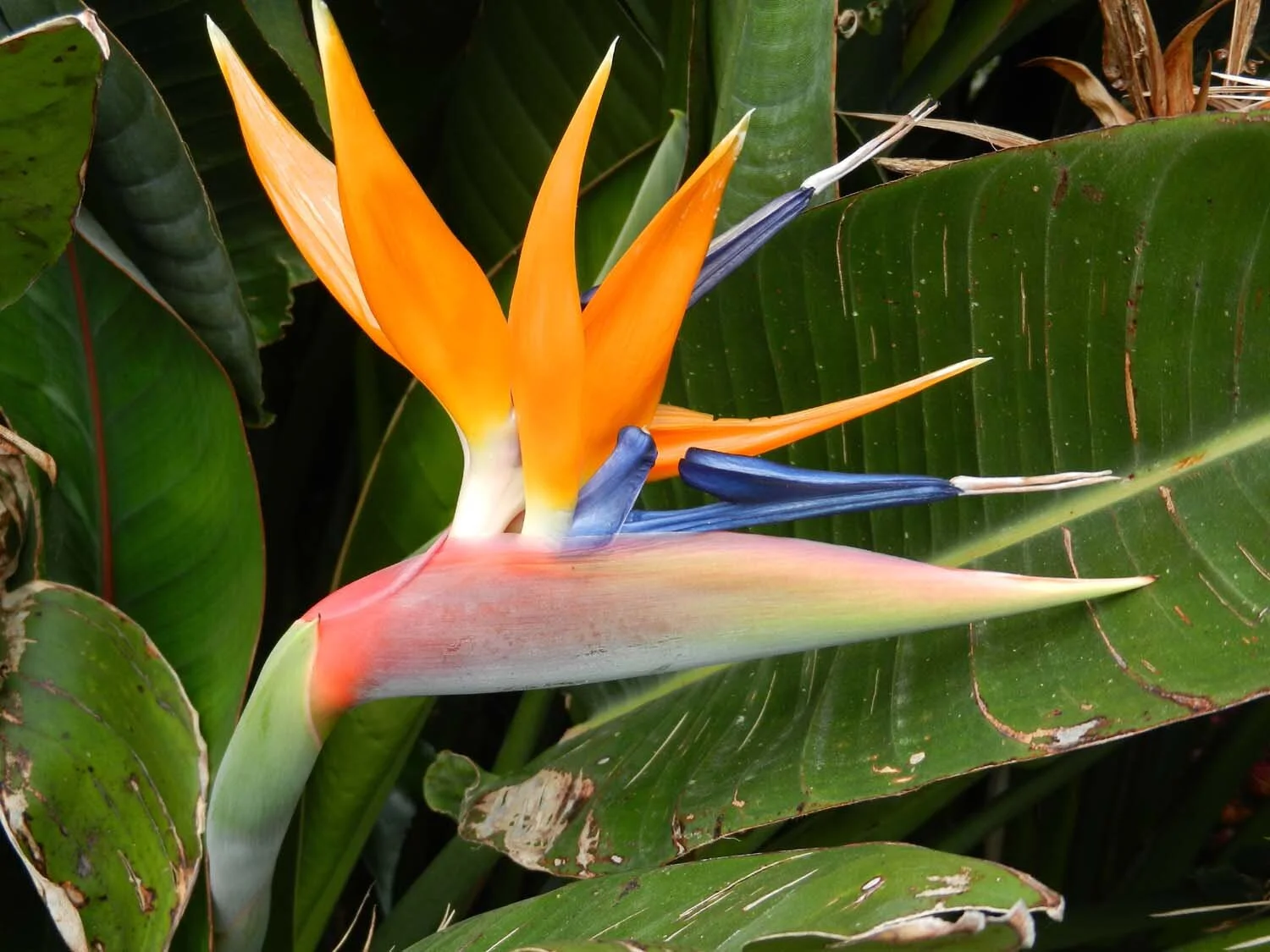 bird-of-paradise-azores.jpg