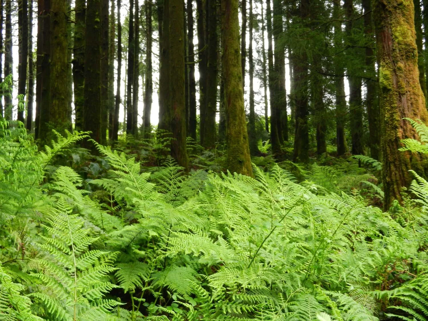 ferns-abound-azores.jpg