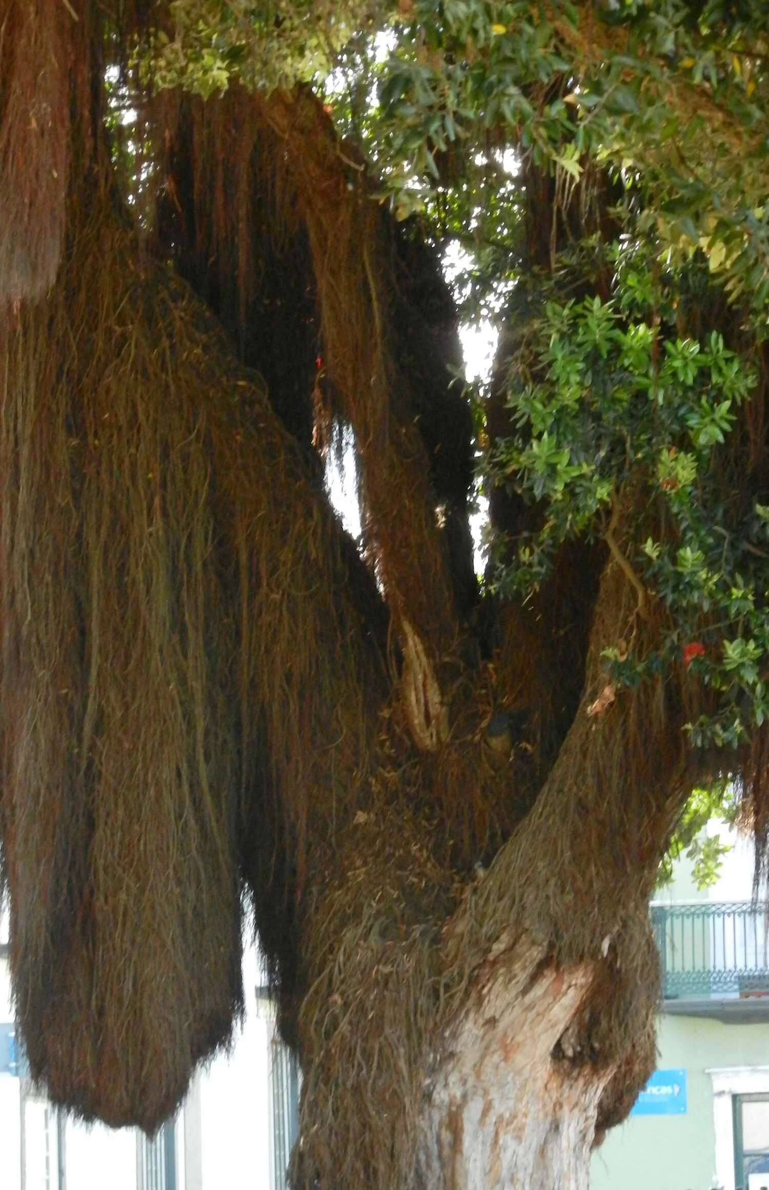 hairy-tree-azores.jpg