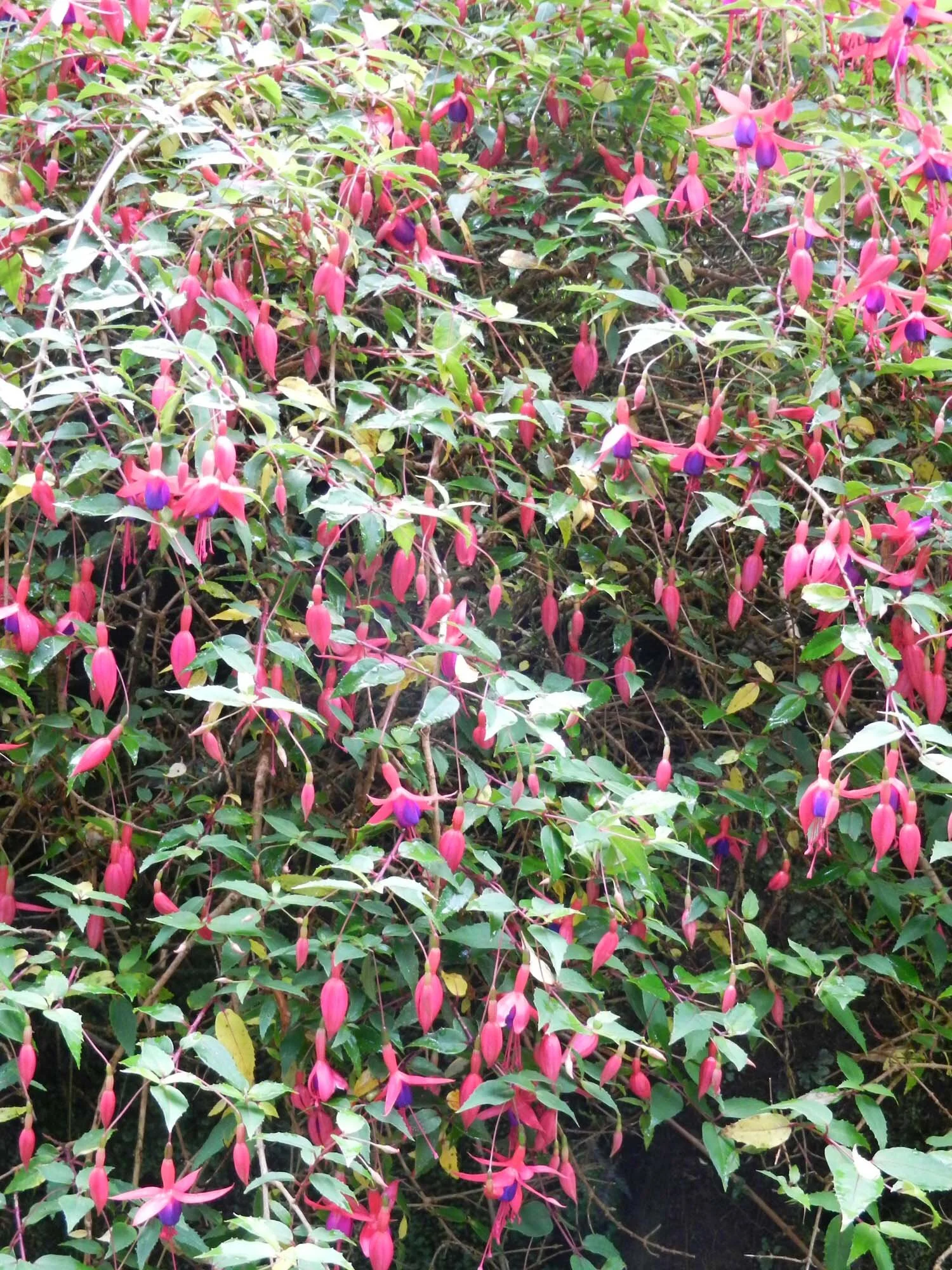 fuchias-growing-wild-azores.jpg