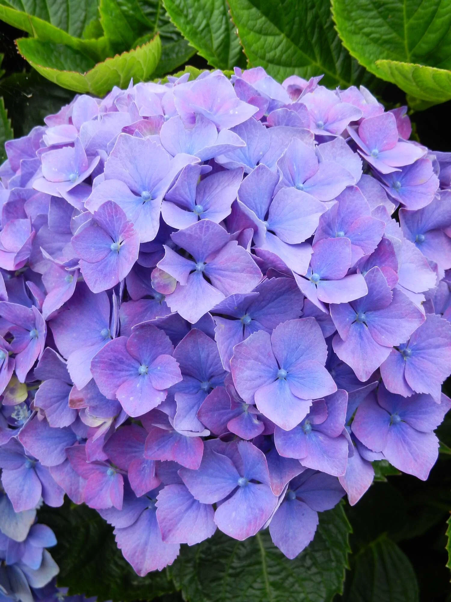 hyrdrangia-purple-azores.jpg