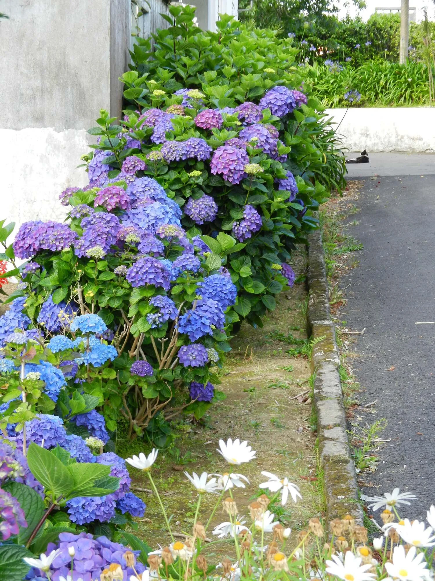 hydrangias-and-cat-azores.jpg