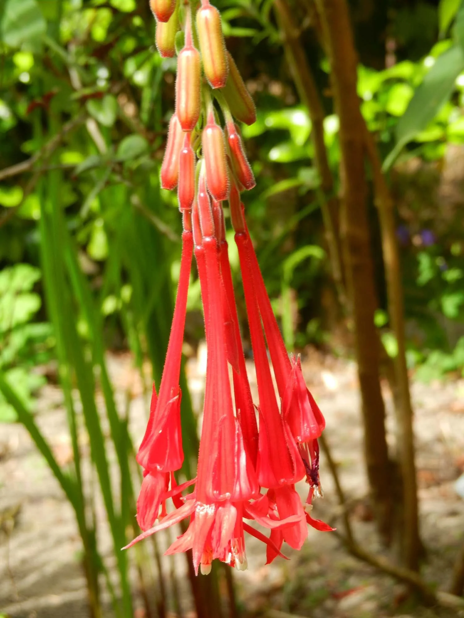 red-flower-azores.jpg