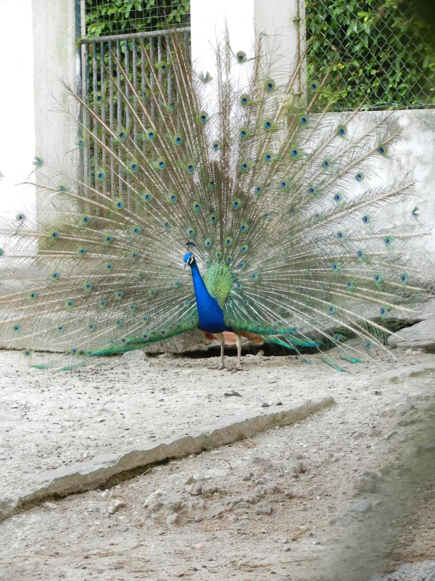 peacock-azores.jpg