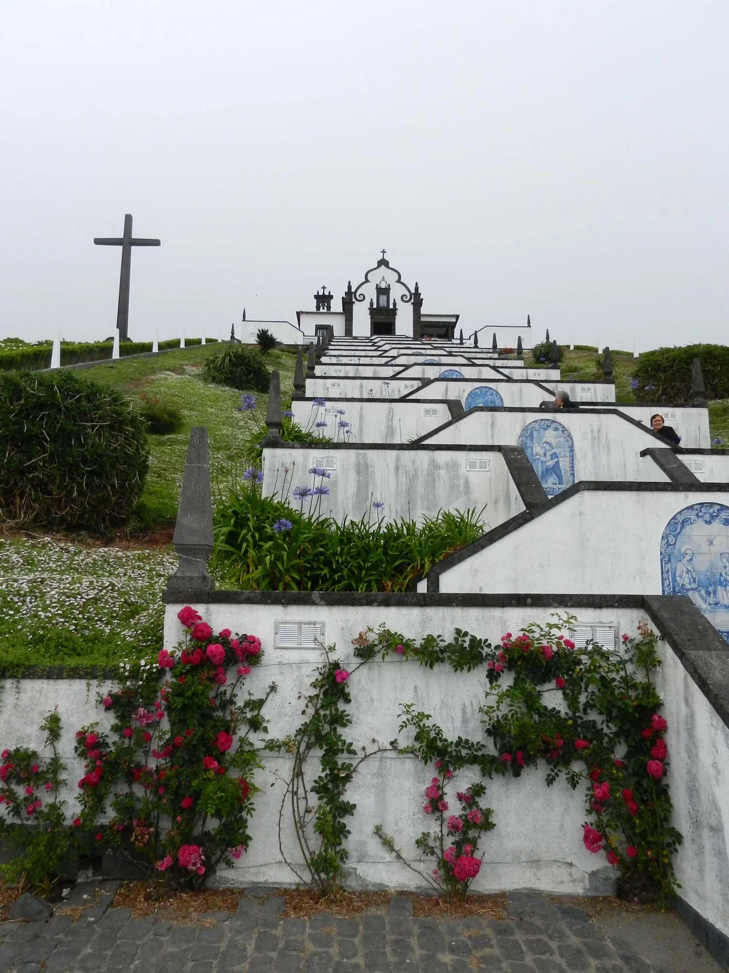 rose-front-azores.jpg