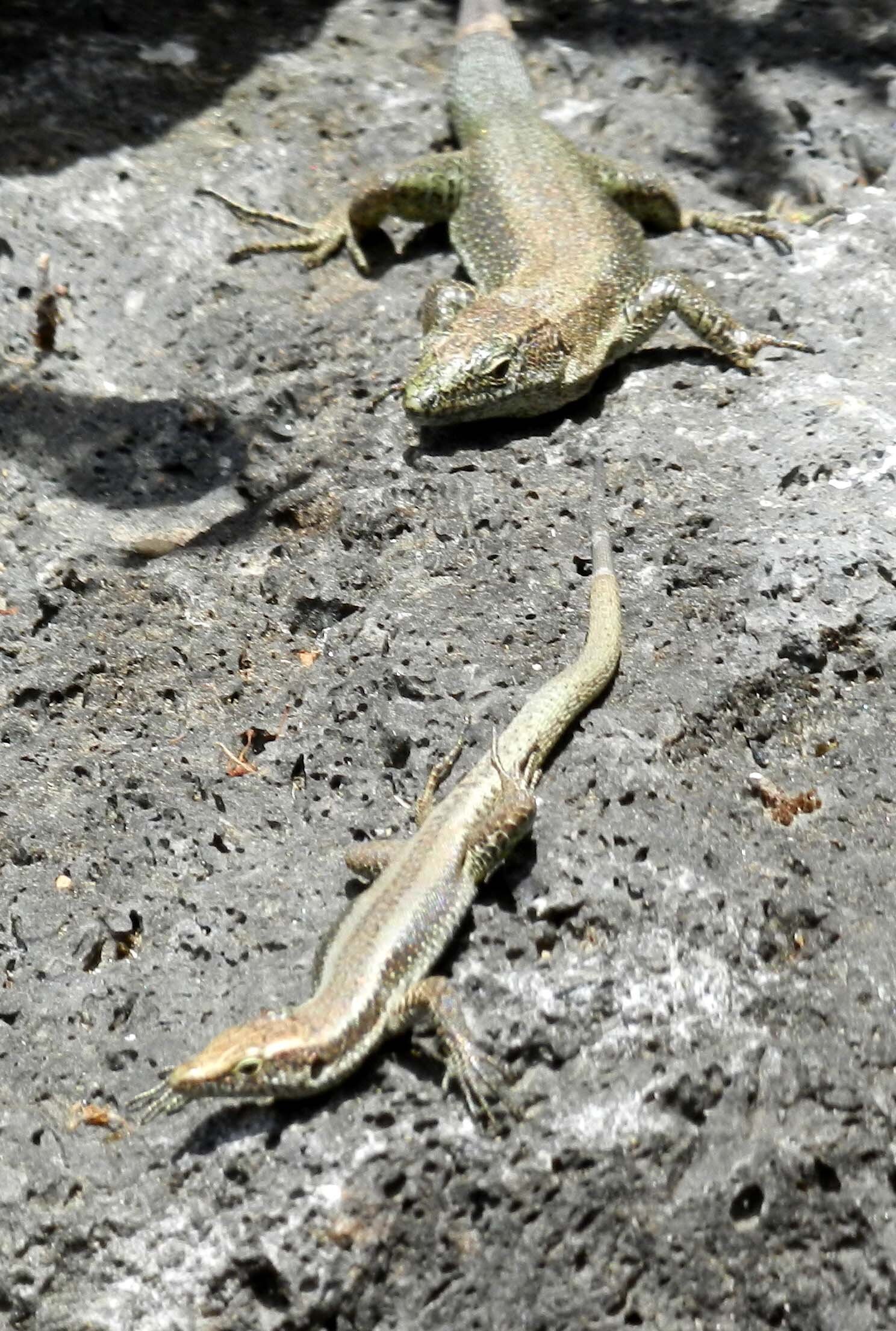 salamanders-everywhere-azores.jpg