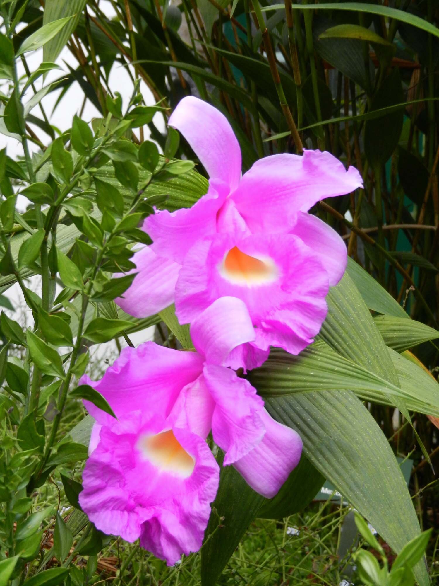 shocking-colors-azores.jpg