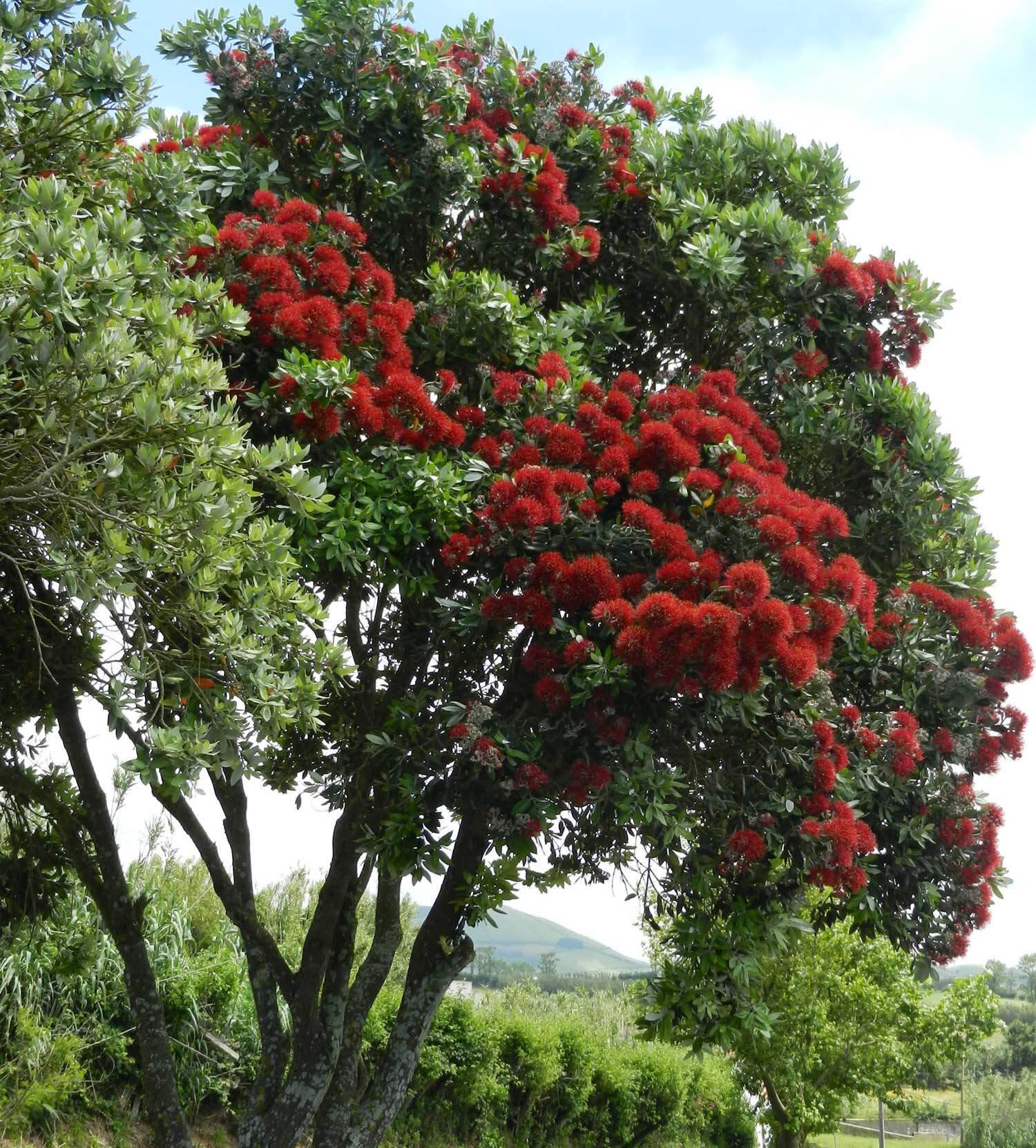 same-tree-as-nz-azores.jpg